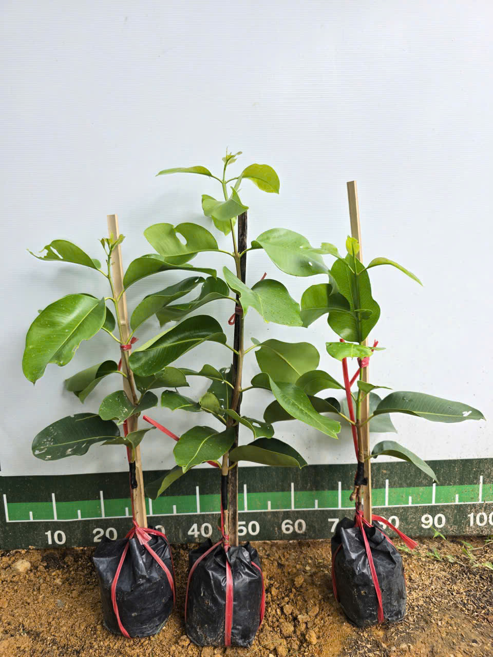 Trâm khổng lồ cây cao 60-80cm