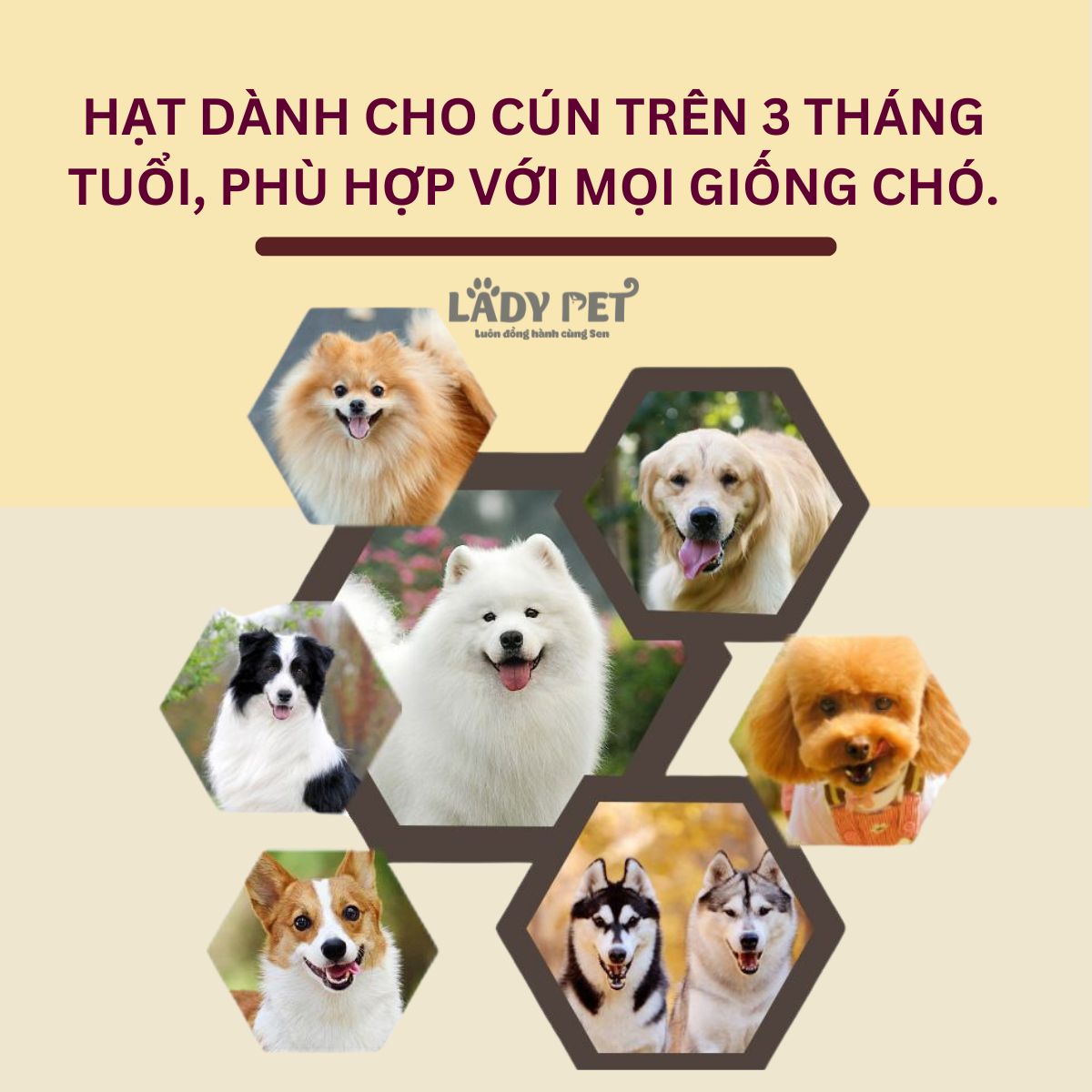 Hạt captain cho cún kén ăn_thumbnail_6