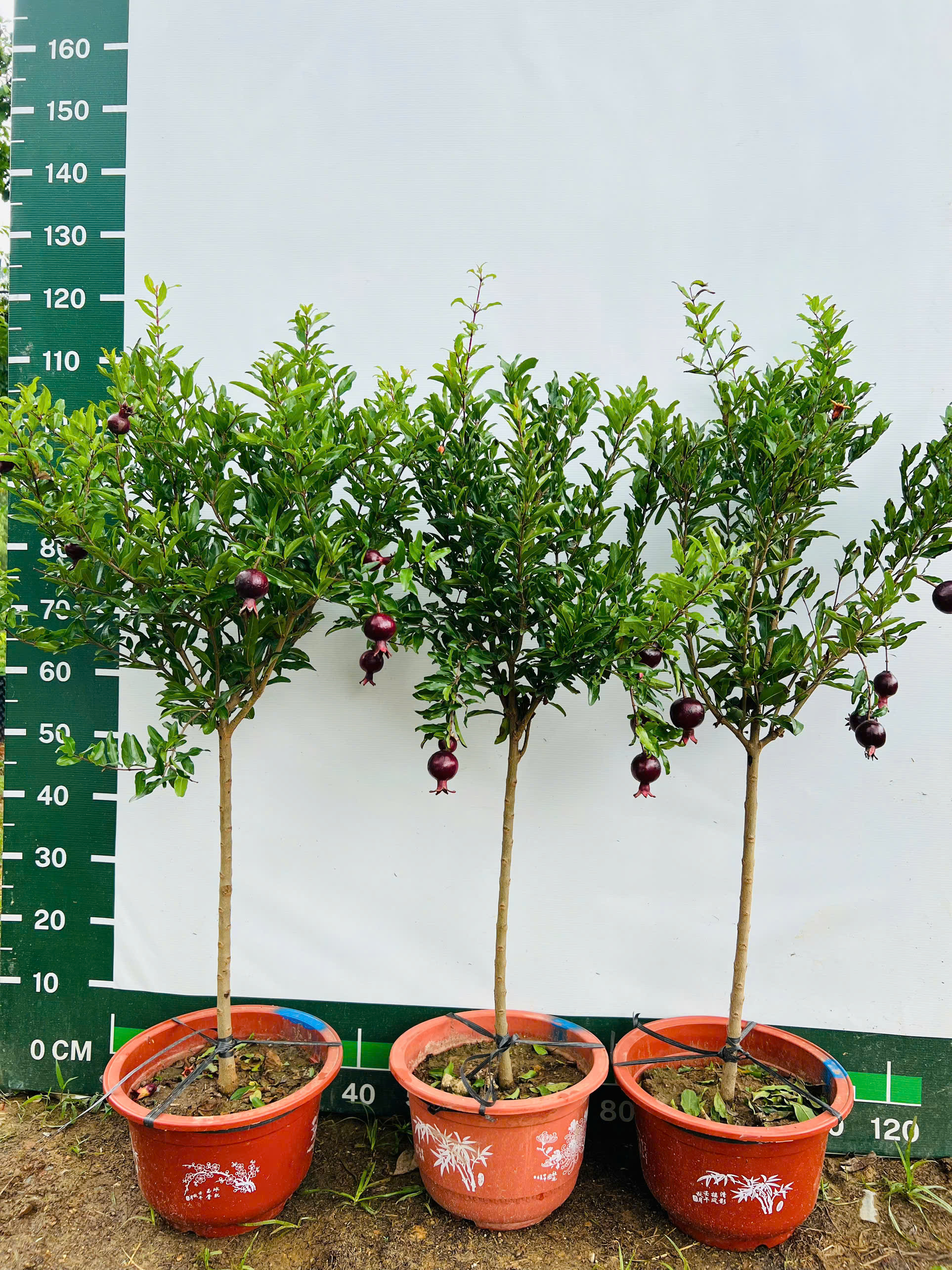 Lựu đỏ cao 1,2-1,6m PT325 CALATA_thumbnail_5