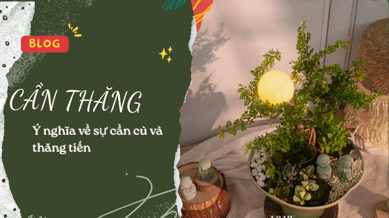 CẦN THĂNG – DÁNG CÂY VỮNG VÀNG, GỬI GẮM Ý NGHĨA VỀ SỰ CẦN CÙ VÀ THĂNG TIẾN