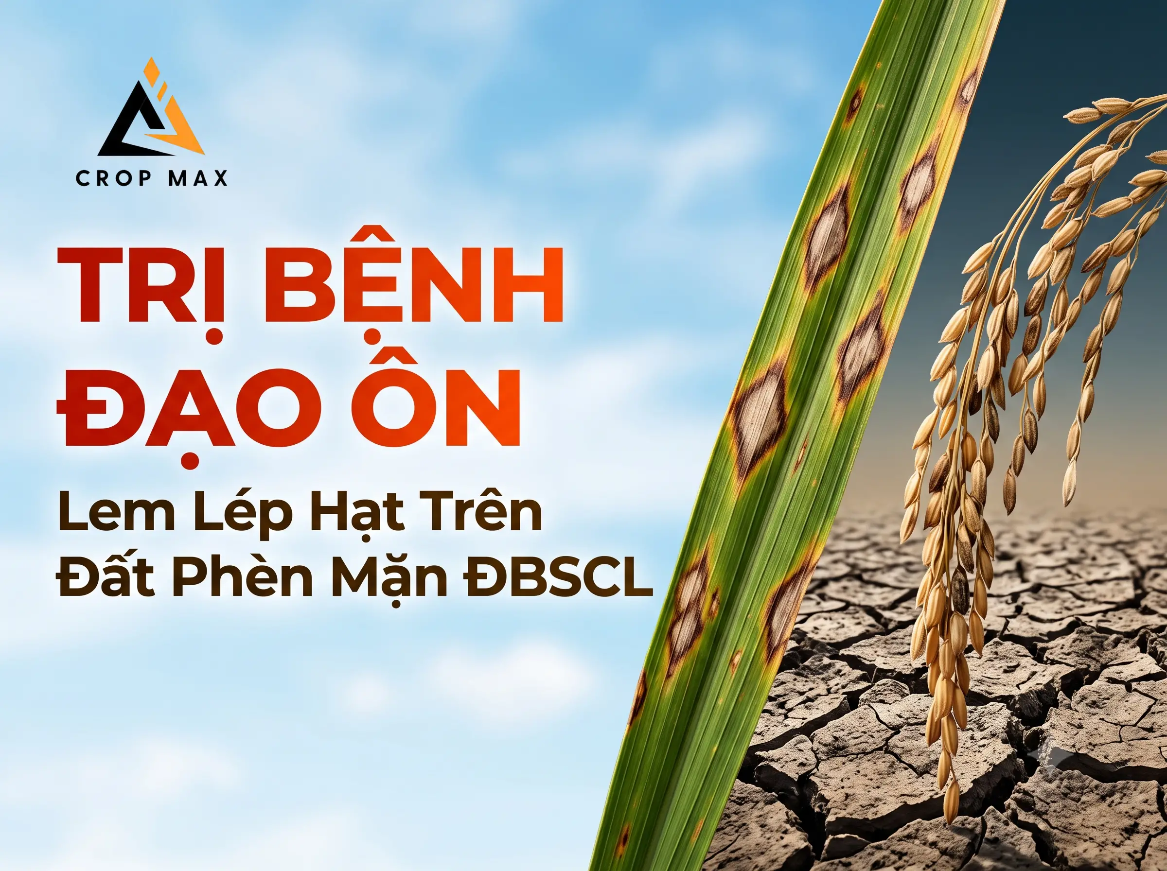 Trị Bệnh Đạo Ôn, Lem Lép Hạt Trên Đất Phèn Mặn ĐBSCL