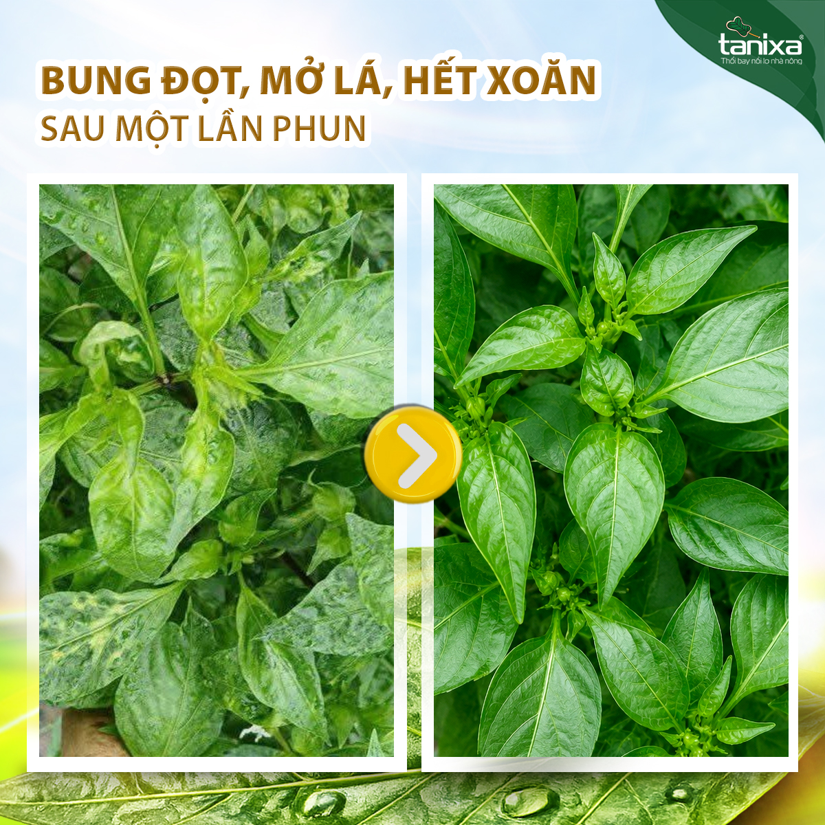 Bộ Khảm - Xoăn lá Tanixa (KM)_thumbnail_3