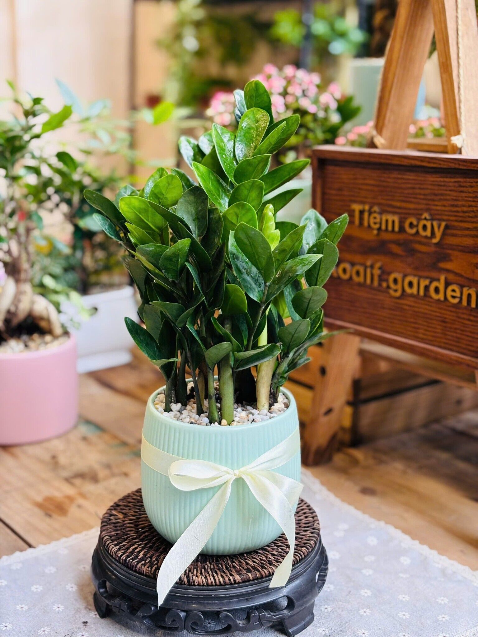 KIM TIỀN NHỠ CHẬU SỨ_thumbnail_2
