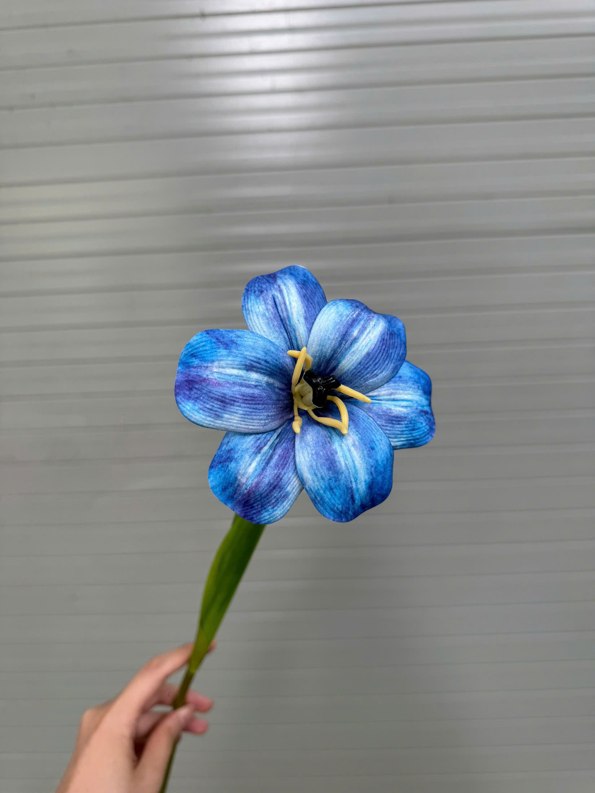 TULIP NỞ 17K_thumbnail_13