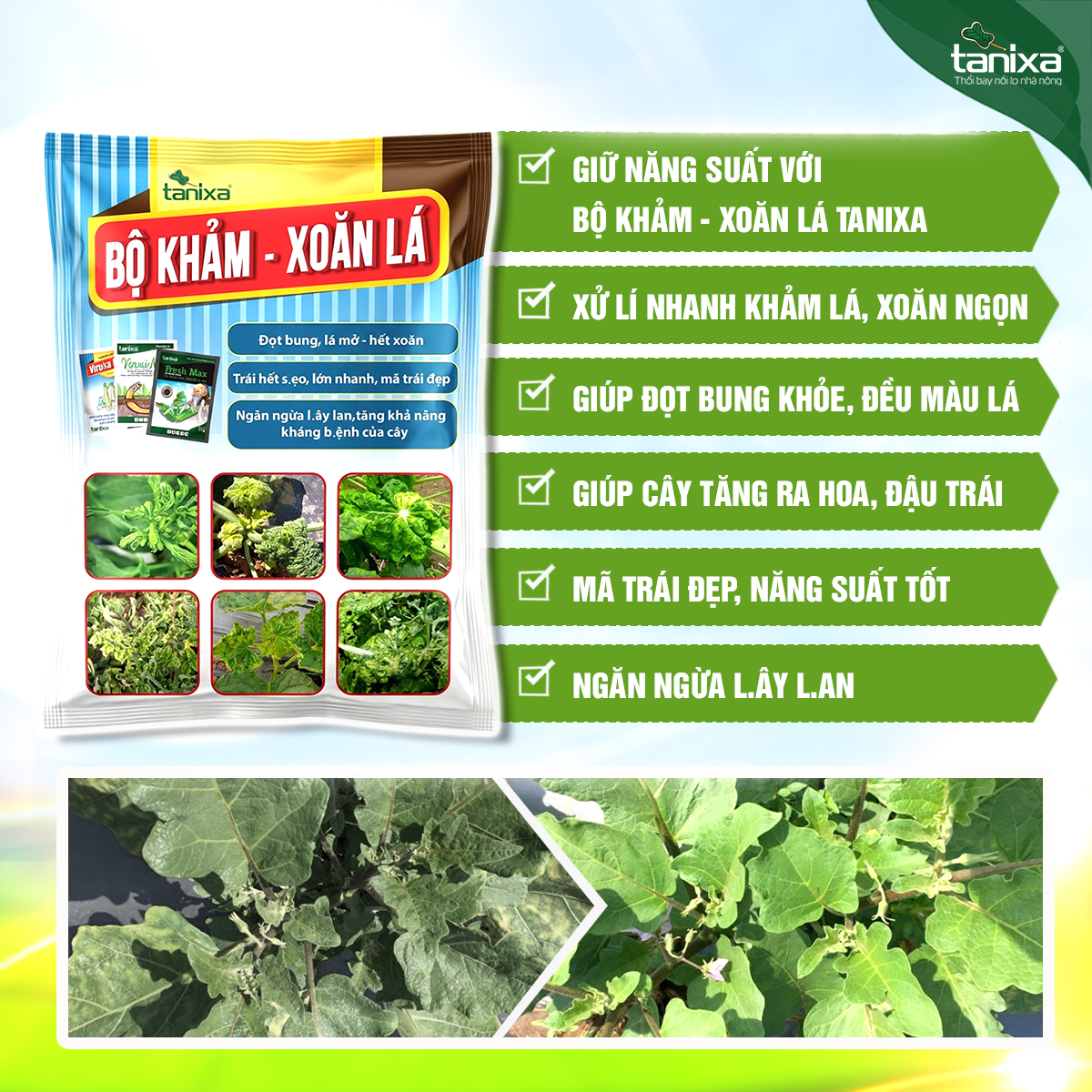 Bộ Khảm - Xoăn lá Tanixa (KM)_thumbnail_6