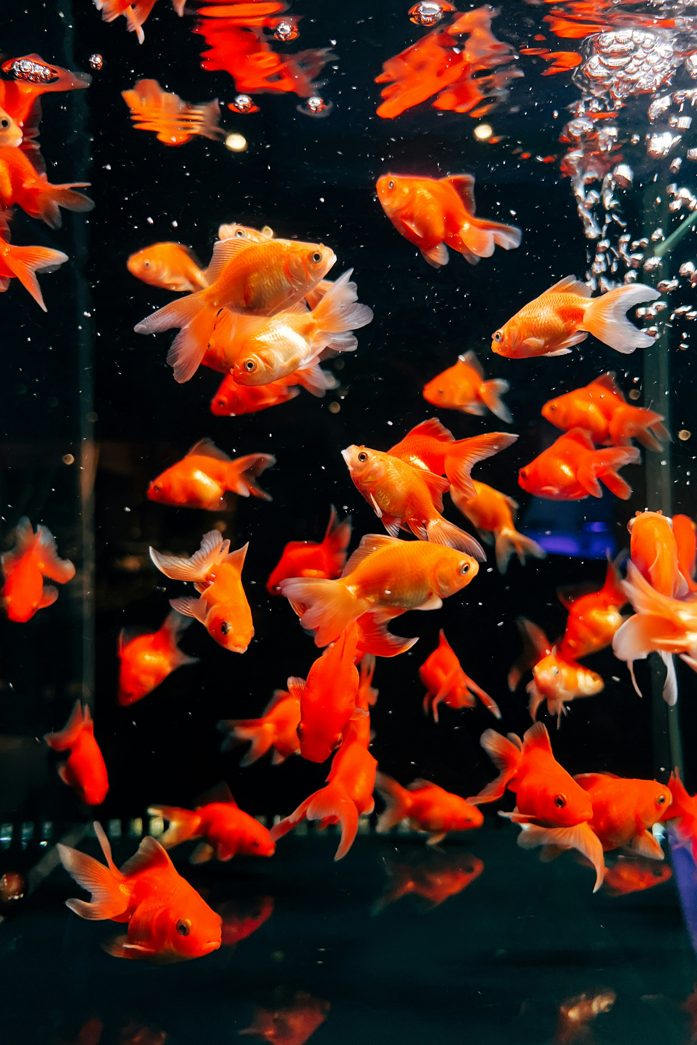 adly-hakim-Zp4vnpOnmZo-unsplash