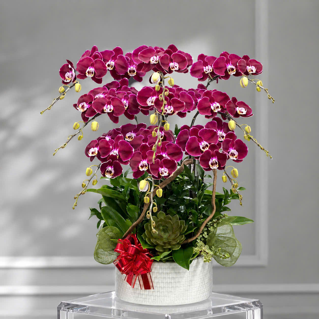 🌺 Chậu Lan Hồ Điệp Tươi 9 Cành Đỏ Ngọc Trai – Biểu Tượng Của Thành Công Và Thịnh Vượng