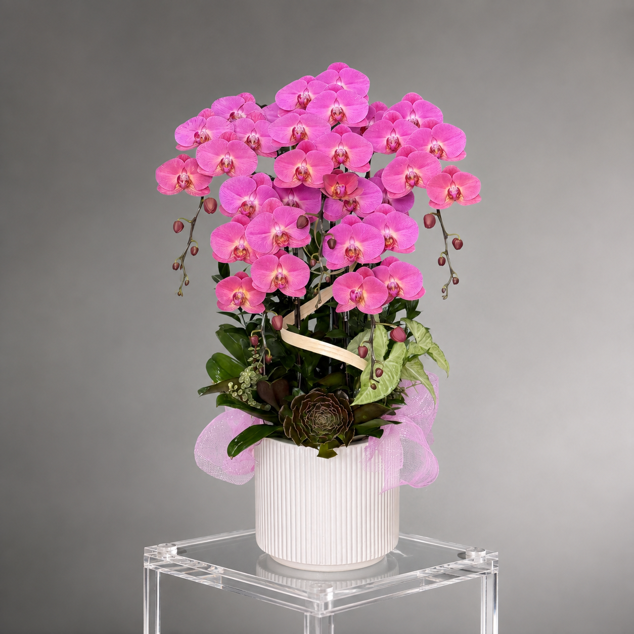 🌸 Chậu Lan Hồ Điệp Tươi 5 Cành Hồng Phấn – Vẻ Đẹp Dịu Dàng, Sang Trọng Cho Mọi Không Gian