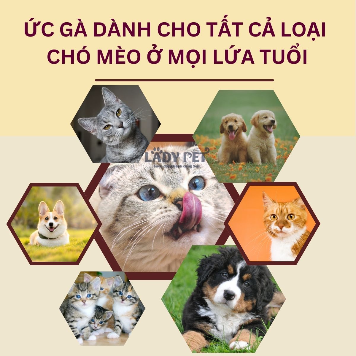 Ức gà hấp Masti_thumbnail_3