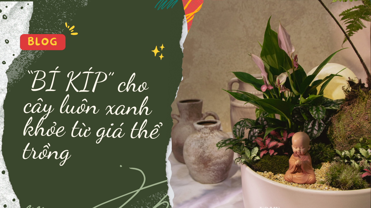 “BÍ KÍP” CHO CÂY LUÔN XANH, KHỎE TỪ GIÁ THỂ TRỒNG