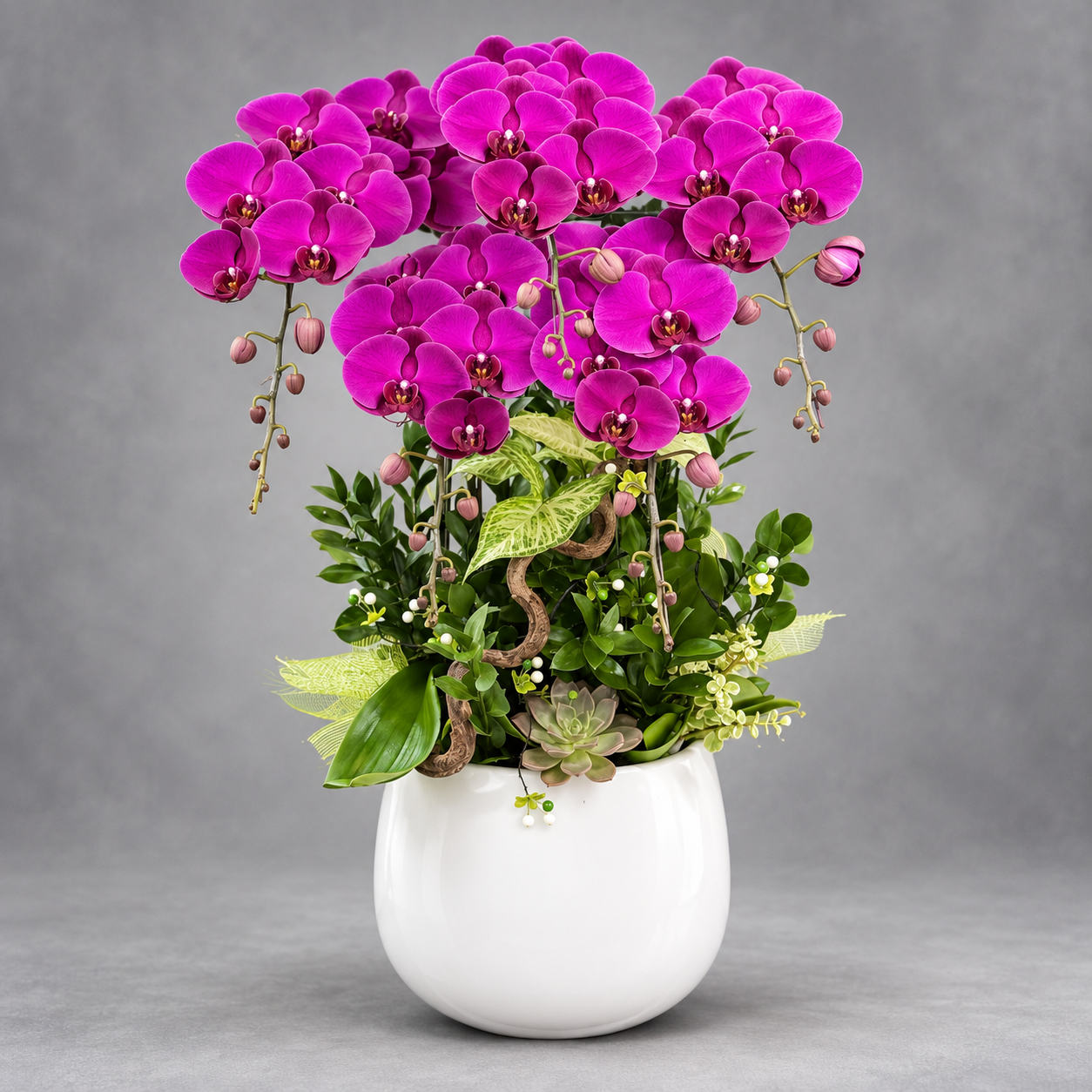 🌺Chậu 5 Cây Lan Hồ Điệp Tím – Vẻ Đẹp Sang Trọng, Tôn Vinh Đẳng Cấp Không Gian