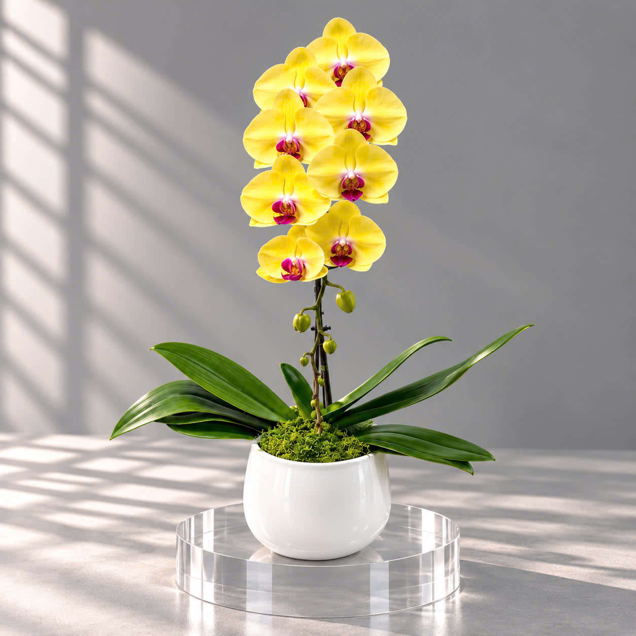 🎁Chậu 1 Cây Lan Hồ Điệp Vàng – Tinh Tế, Sang Trọng Và Tràn Đầy Tài Lộc