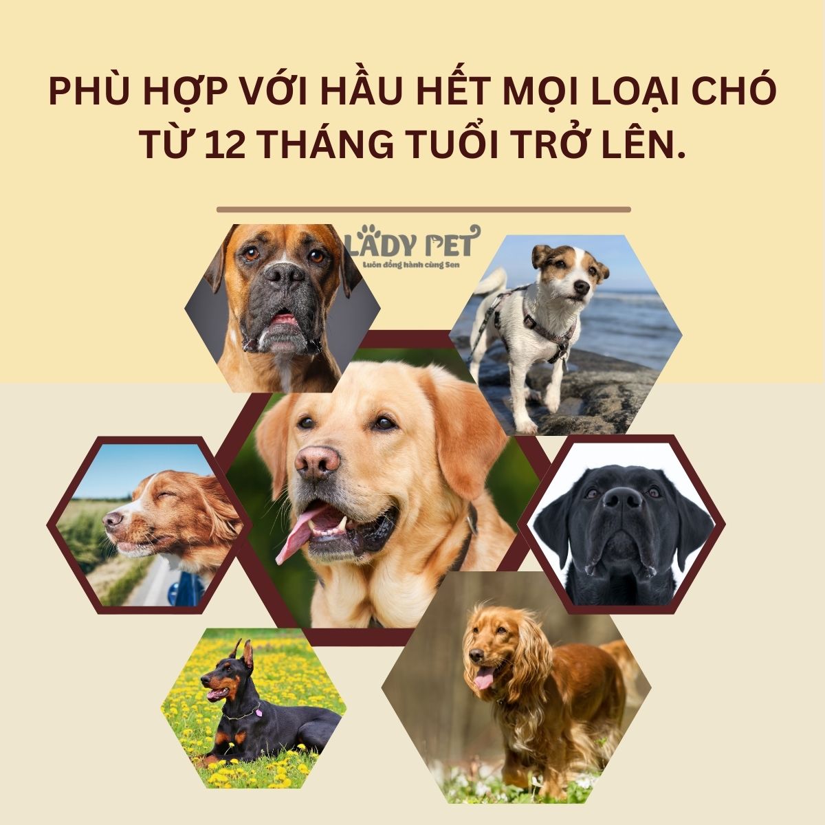 Hạt mềm zenith cho chó trưởng thành_thumbnail_5