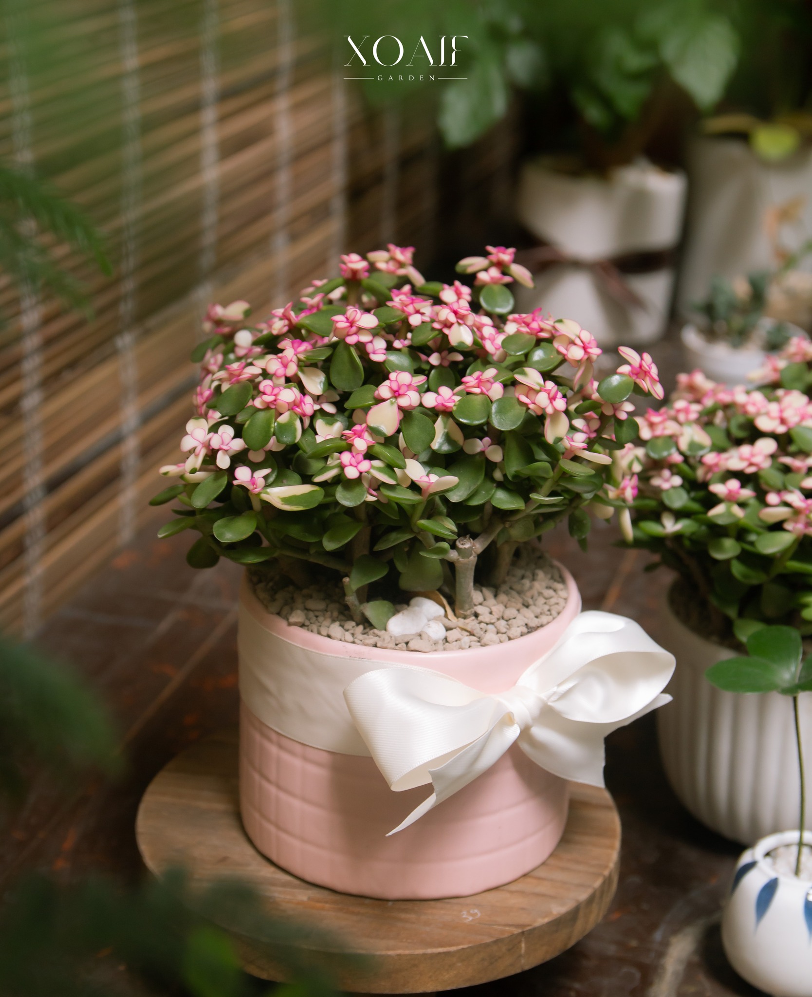 SET CÂY ĐÔ LA NGỌC BÍCH