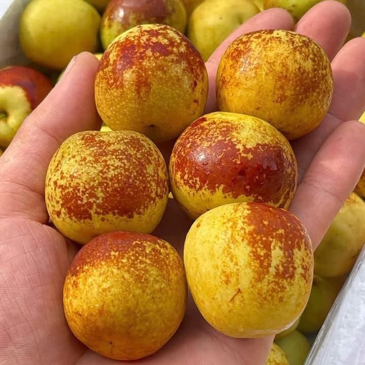 Hồng Táo
