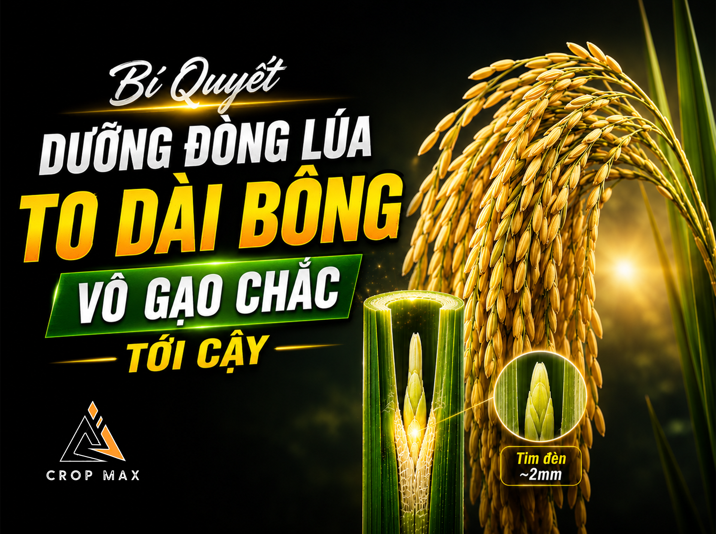 Bí Quyết Dưỡng Đòng Lúa To Dài Bông Vô Gạo Chắc Tới Cậy