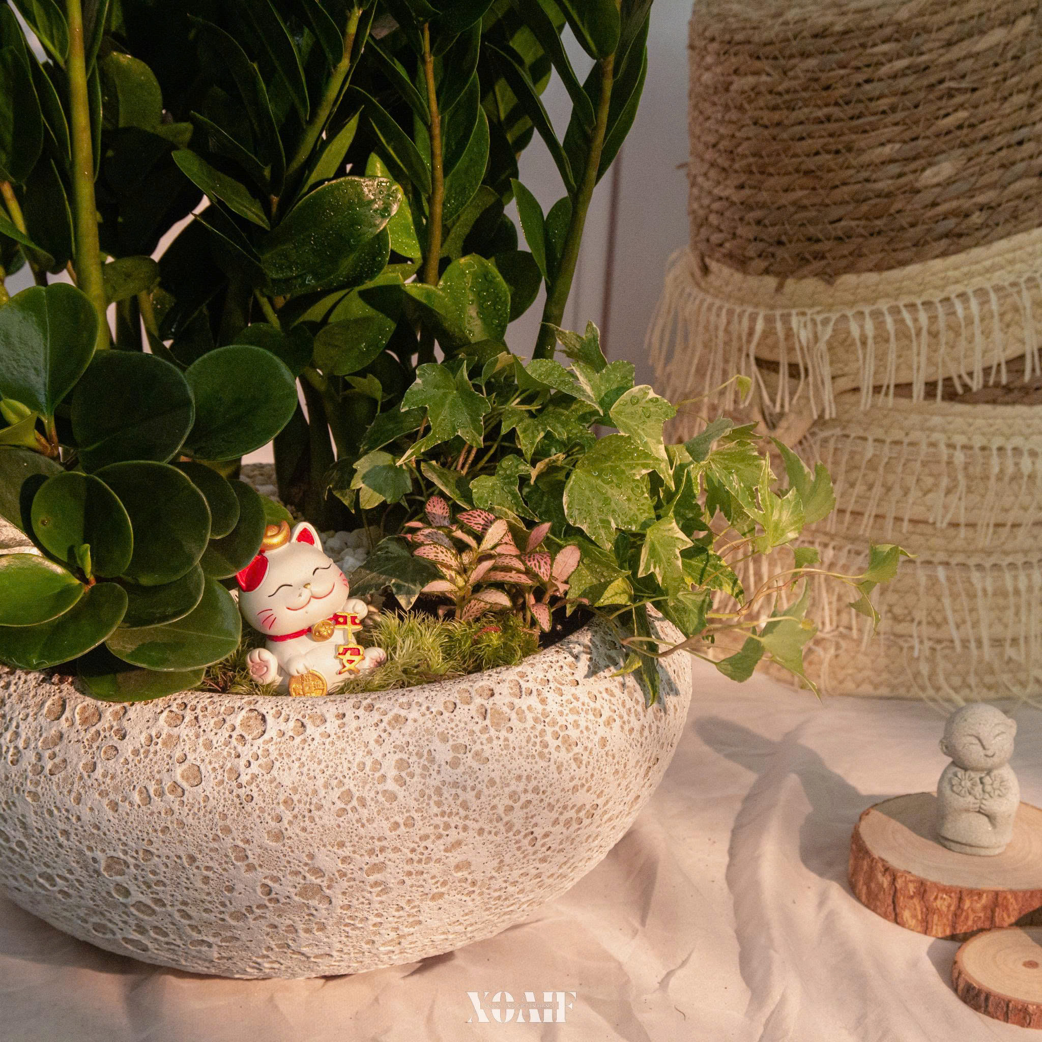 SET MIX KIM TIỀN CHẬU TRÒN MEN XÔI 