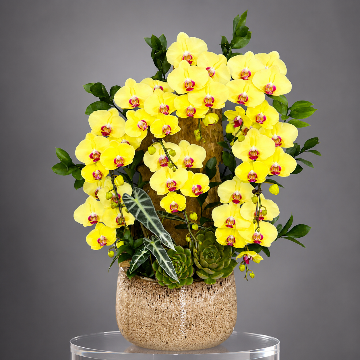 🌺Chậu Lan Hồ Điệp Tươi 8 Cành Vàng – Rực Rỡ Phú Quý, Thu Hút Tài Lộc
