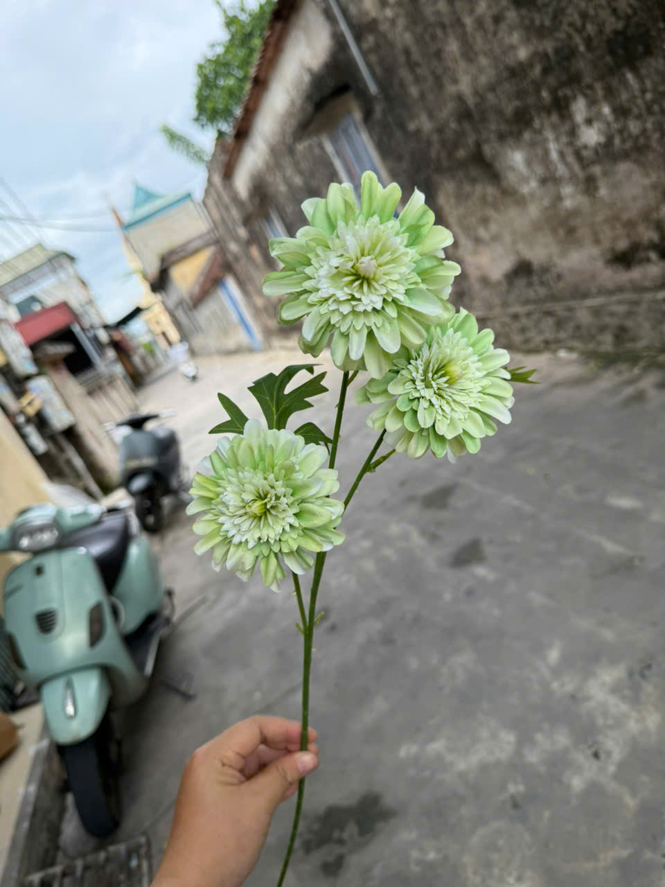 Cúc dược 3bông 18,5k_thumbnail_7