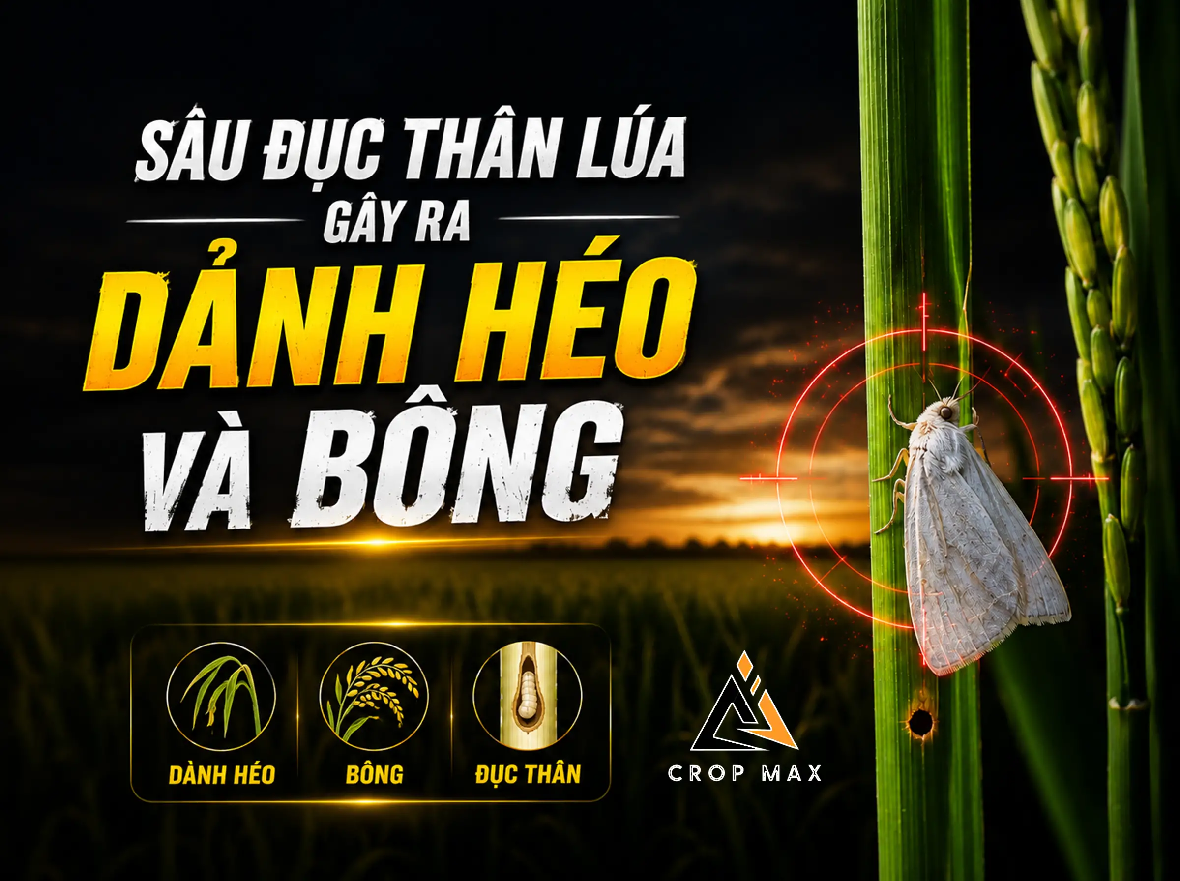Cách Trị Sâu Đục Thân Hại Lúa: Diệt Bướm Trắng Bảo Vệ Đòng