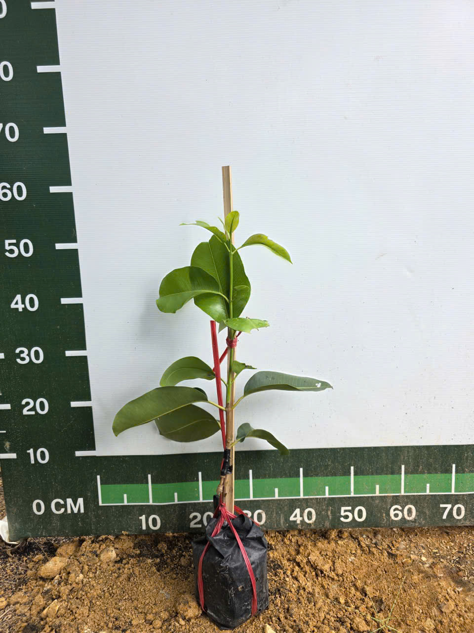 Trâm khổng lồ cây cao 60-80cm_thumbnail_2