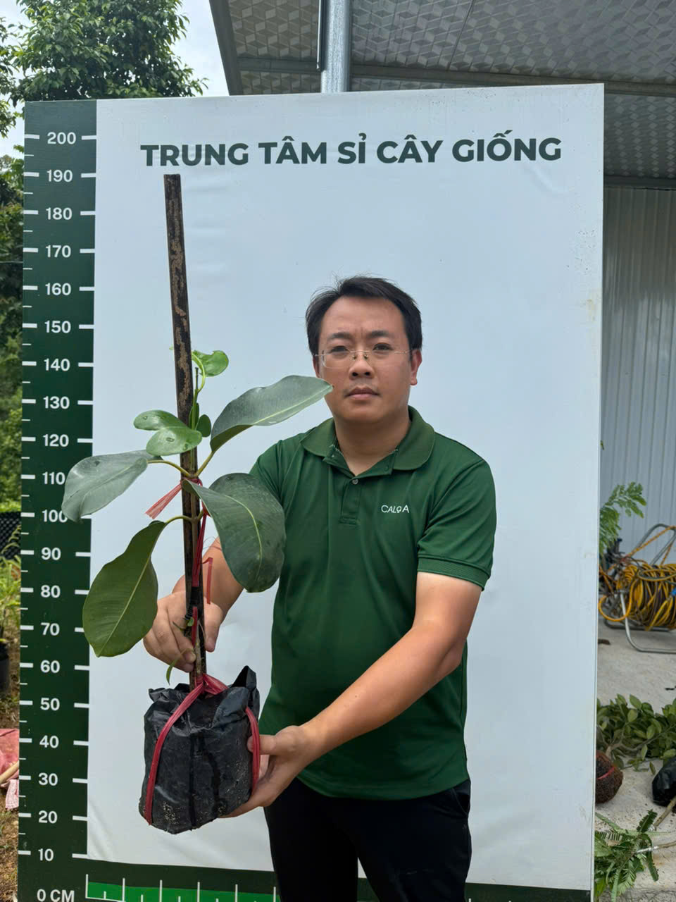 Trâm khổng lồ cây cao 30-40cm_thumbnail_1