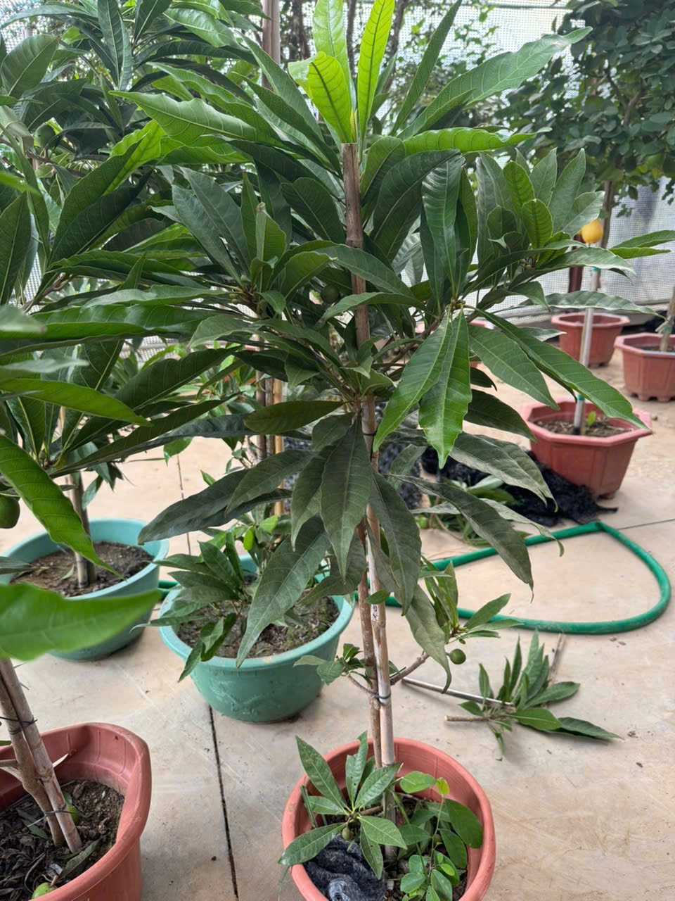 Trứng gà tứ quý choai cao 1-1,5m PT108 CALATA_thumbnail_7