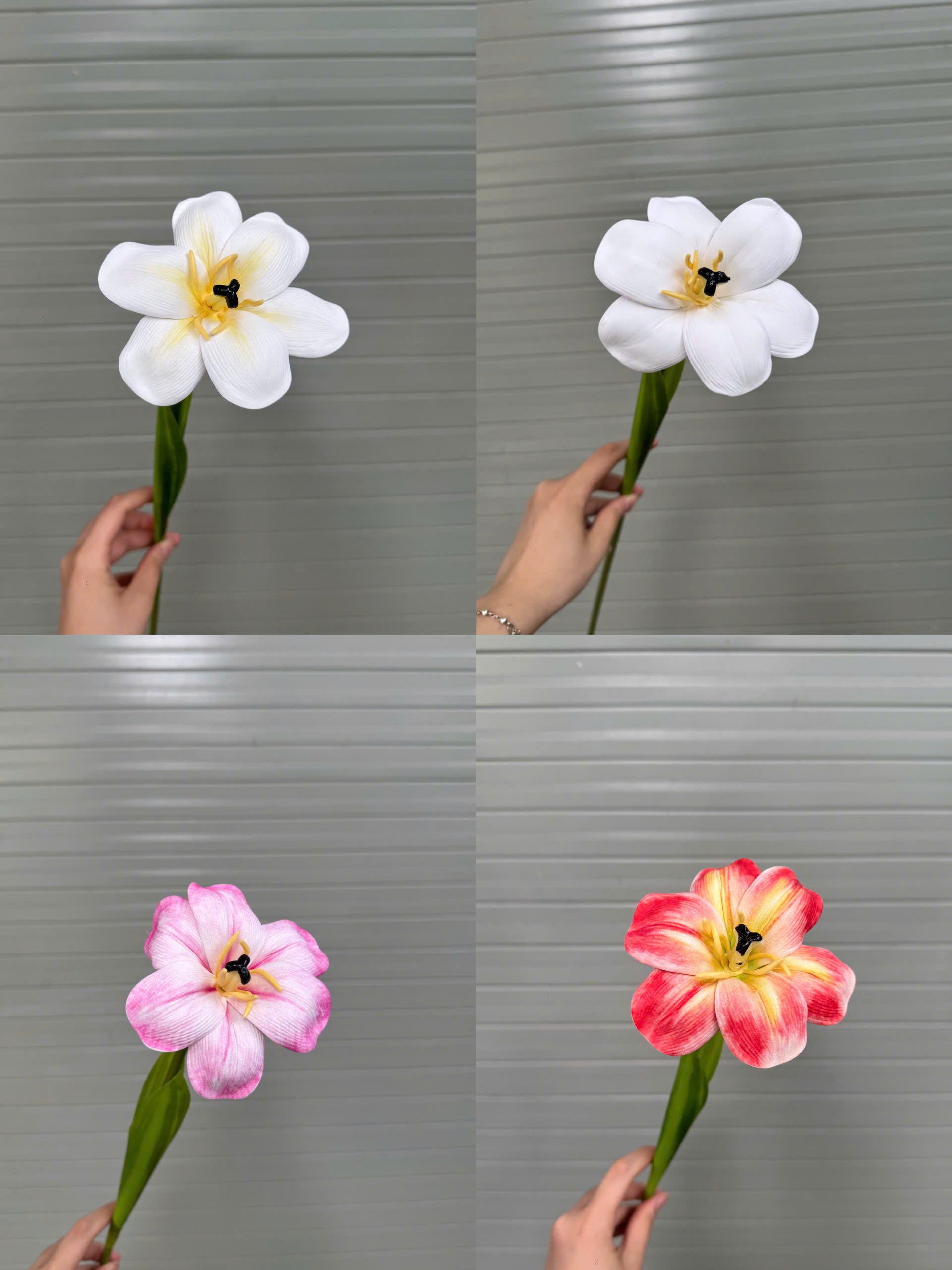 TULIP NỞ 17K_thumbnail_2