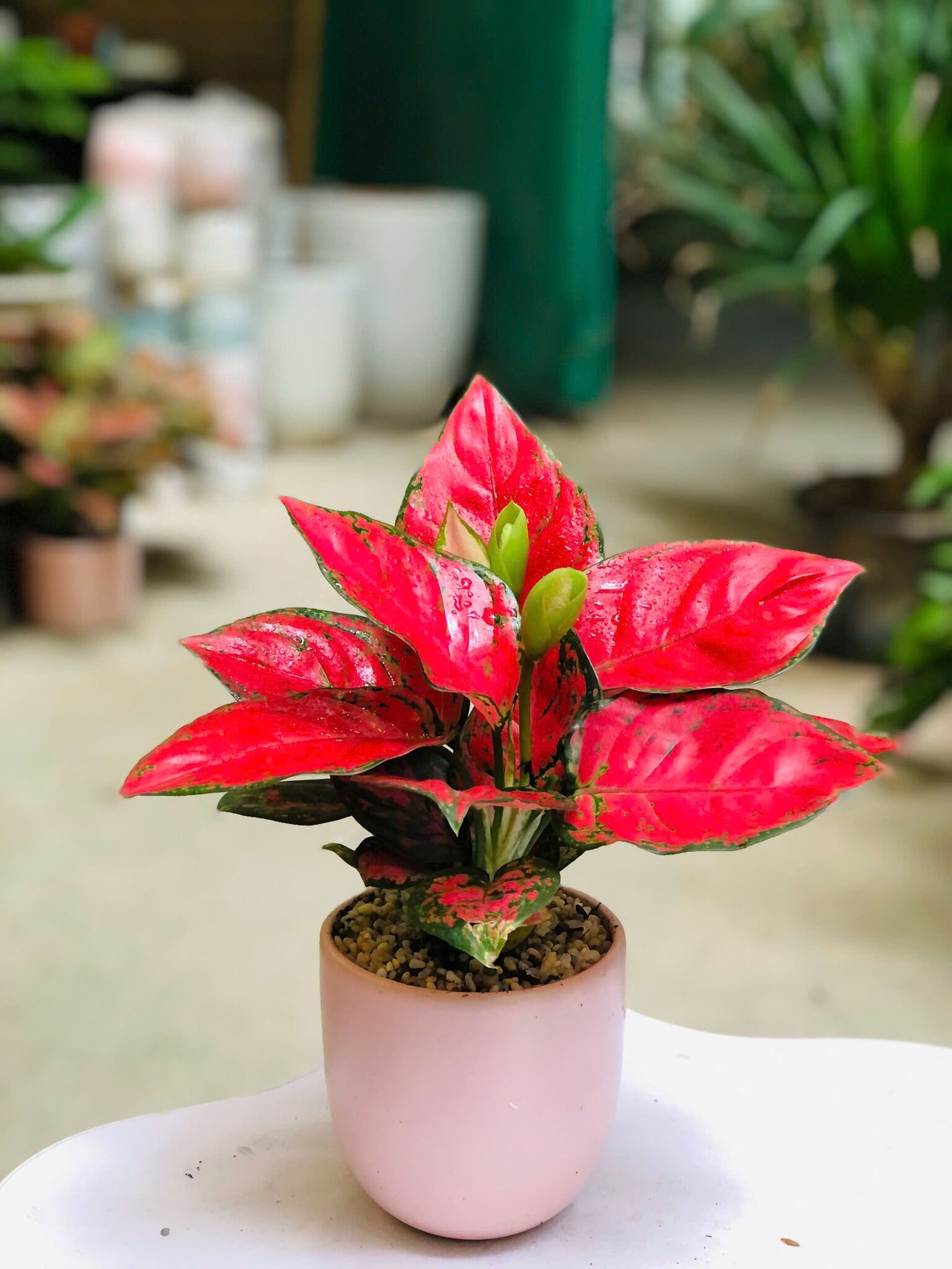 SET CÂY VẠN LỘC