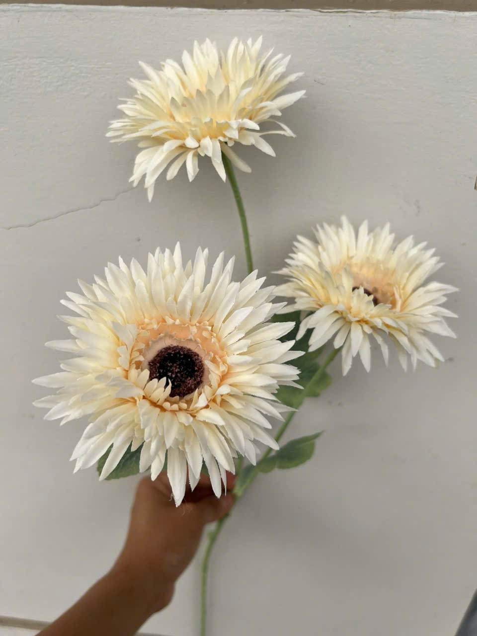 Cúc đồng tiền ba bông giá 19k ạ_thumbnail_2