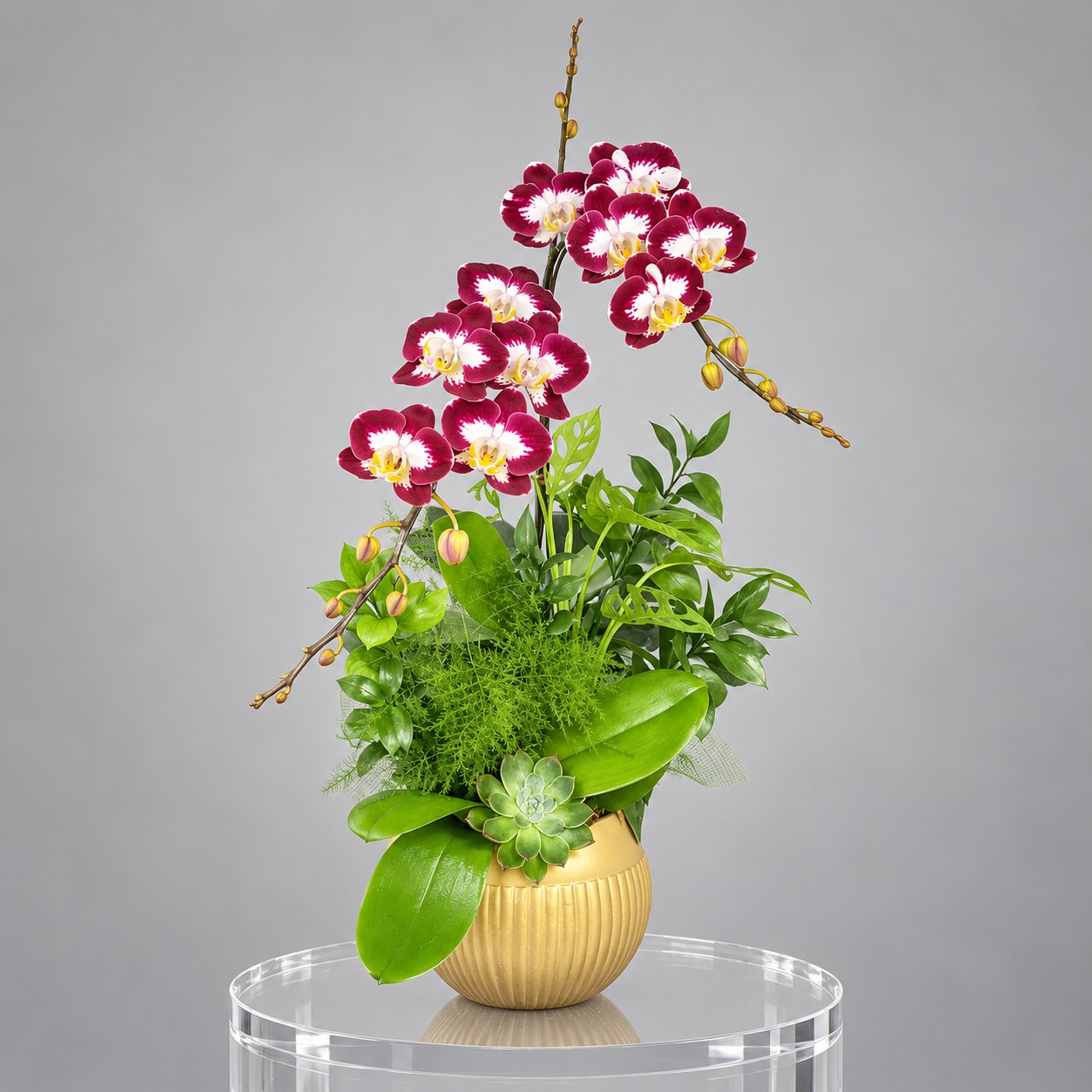 🌸Chậu 2 Cây Lan Hồ Điệp Đỏ Trắng – Thanh Lịch, Độc Đáo Và Đầy May Mắn