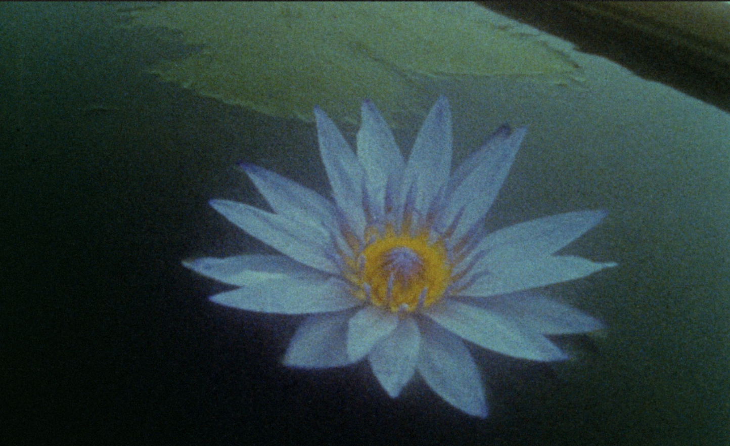 Tất cả những gì bạn cần biết về Blue Lotus - Sen Xanh Ai Cập