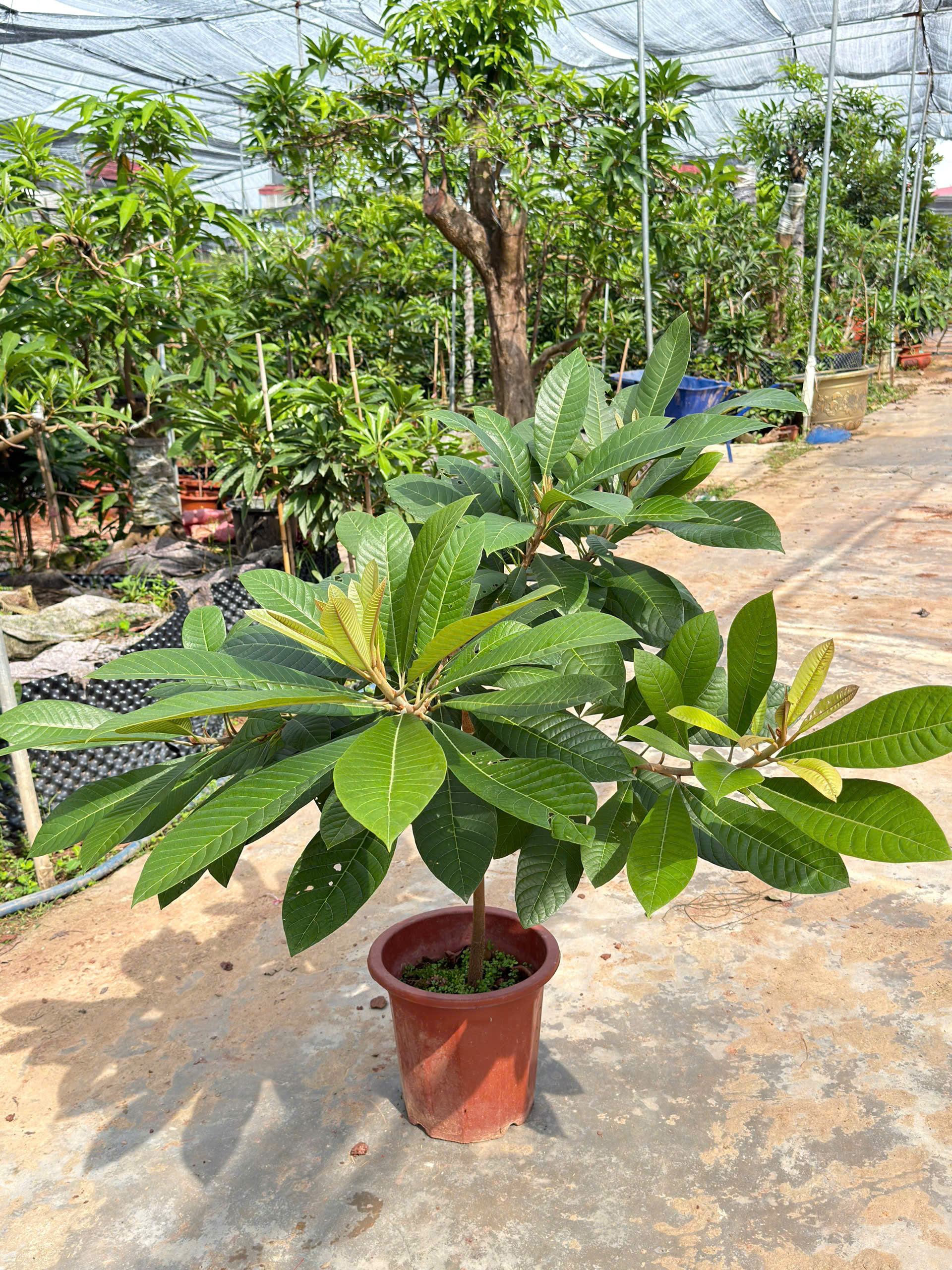 Hồng xiêm ruột đỏ cao 1-1,3m PT319 CALATA