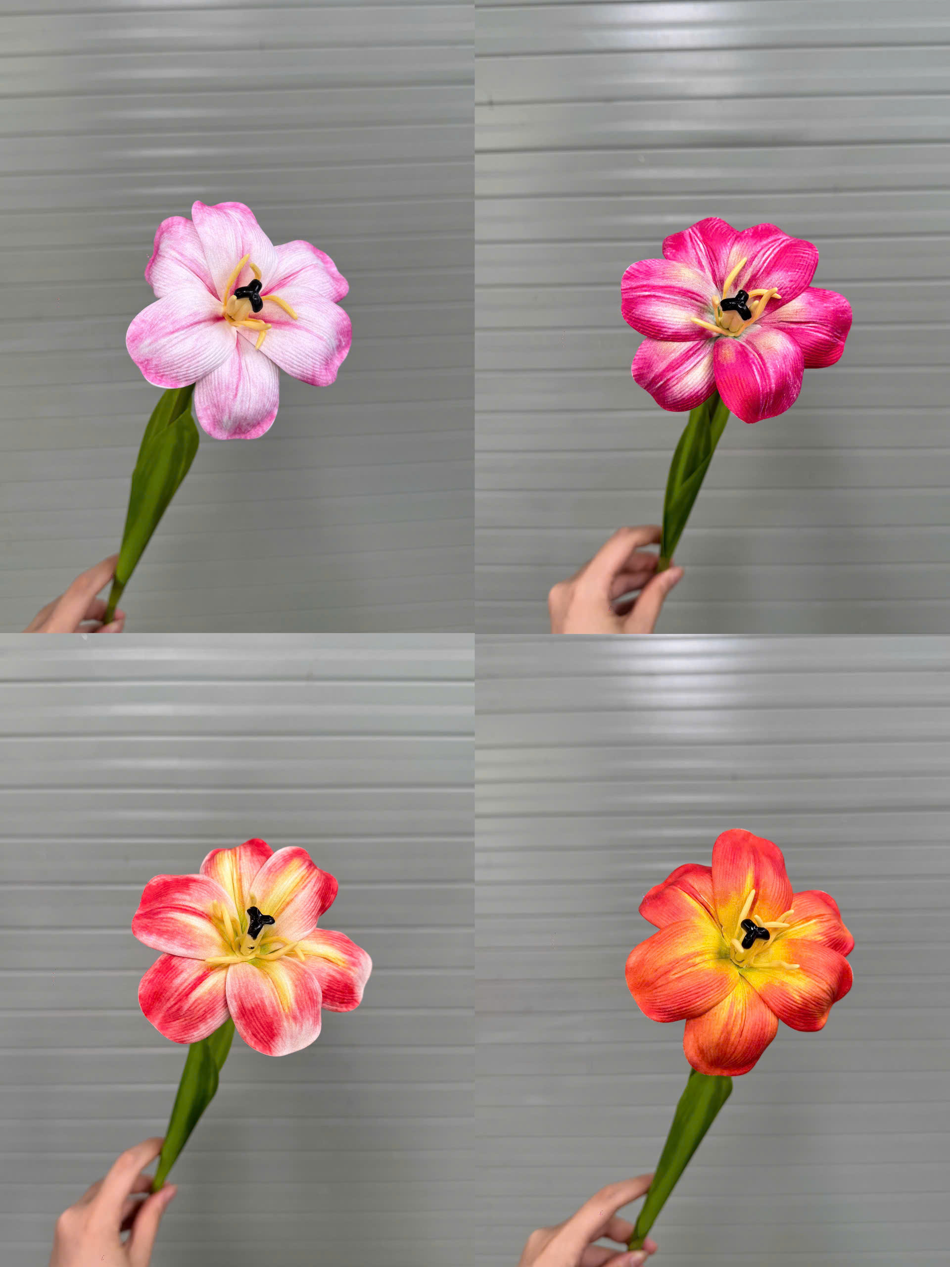 TULIP NỞ 17K