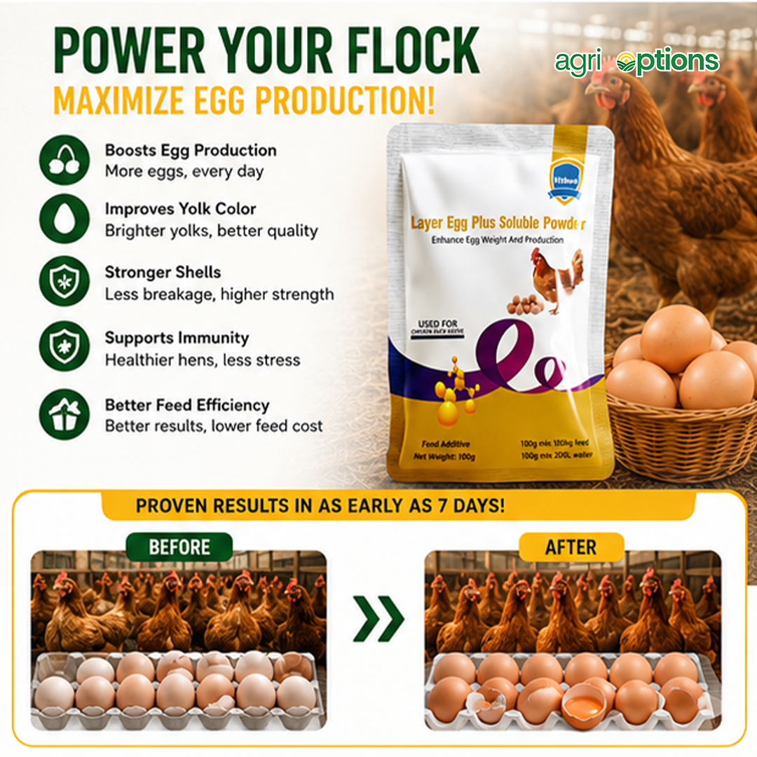 Layer Egg Plus Soluble Powder_thumbnail_3