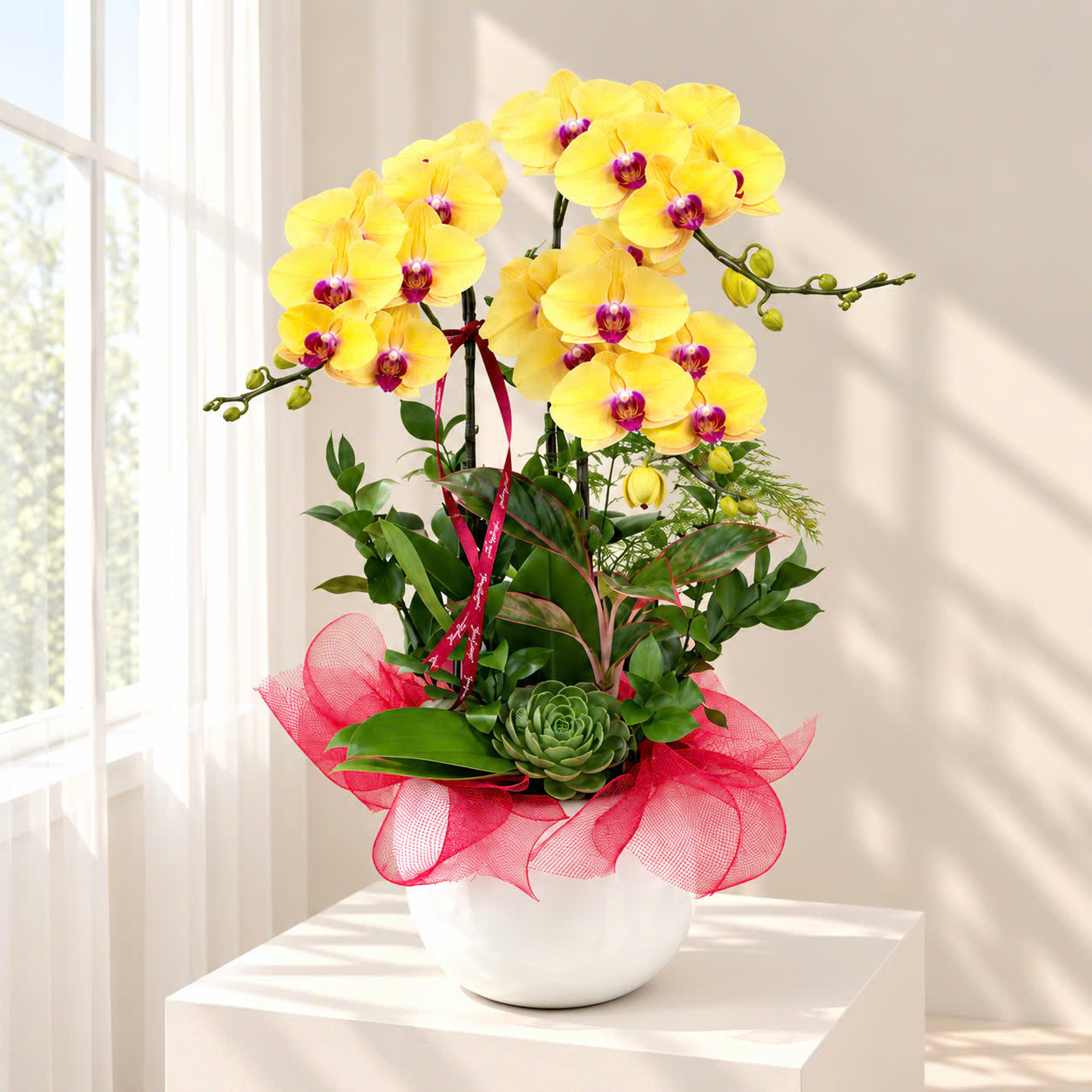 💛 Chậu 3 Cây Lan Hồ Điệp Vàng – Rạng Rỡ Tài Lộc, Tươi Sáng Không Gian