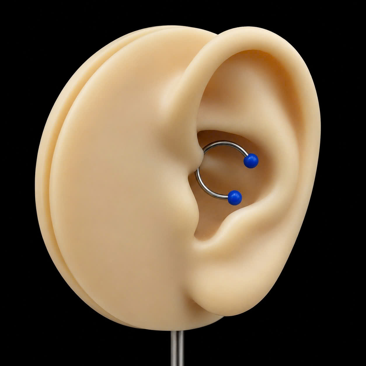 Septum xanh dương nhám._thumbnail_3