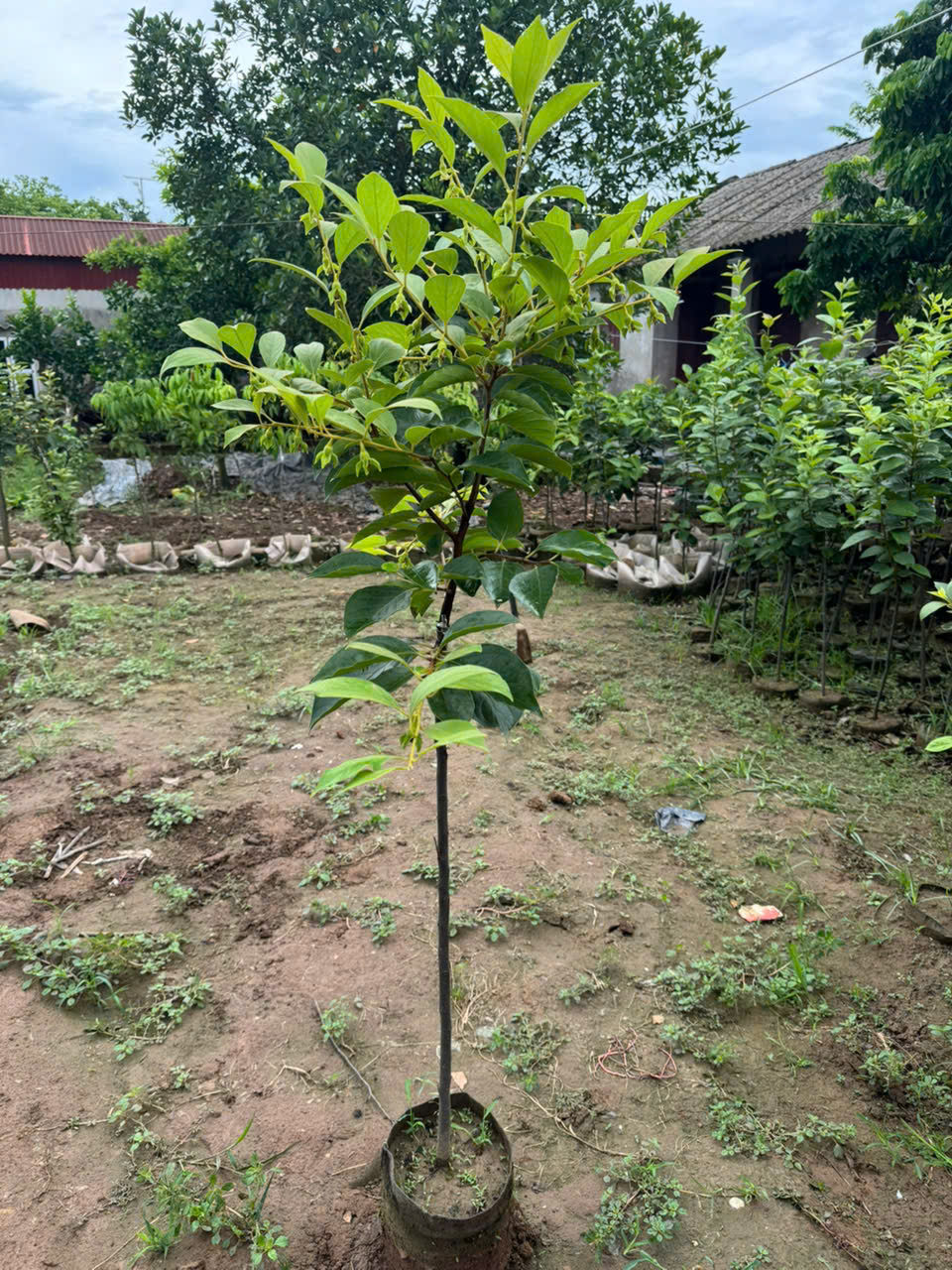 [THANH LÝ] Hồng tứ quý cao 1.4-1.7m PT300 CALATA