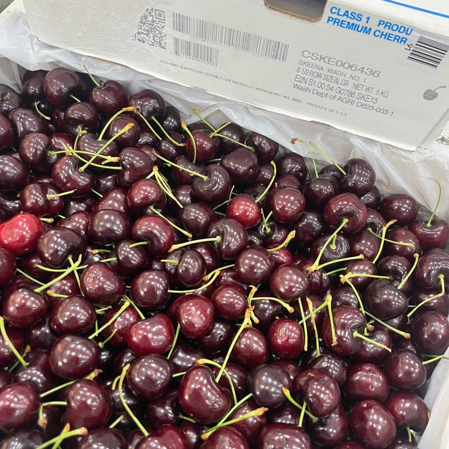 Cherry_thumbnail_2