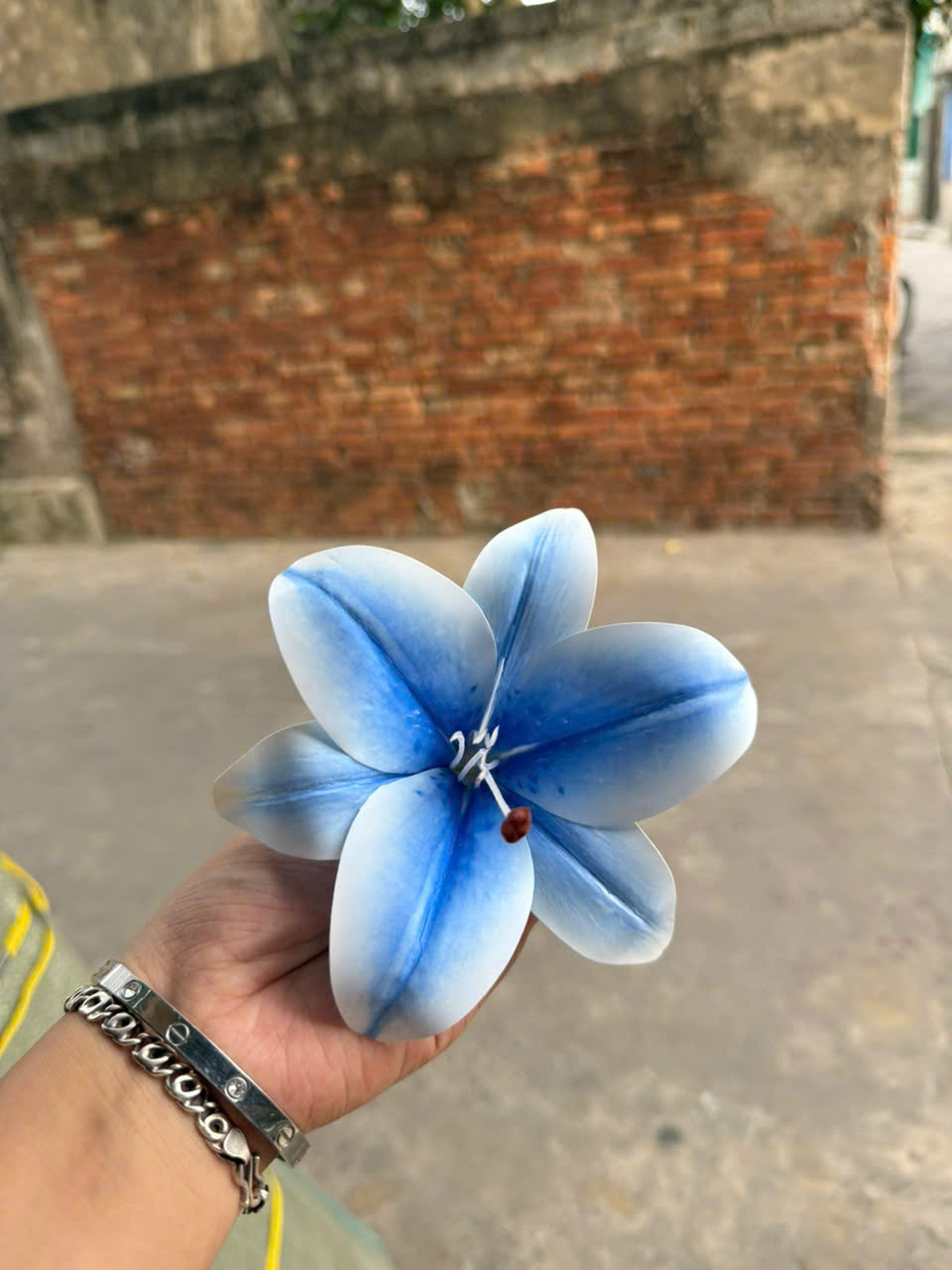 BÔNG LY SU 5,5K