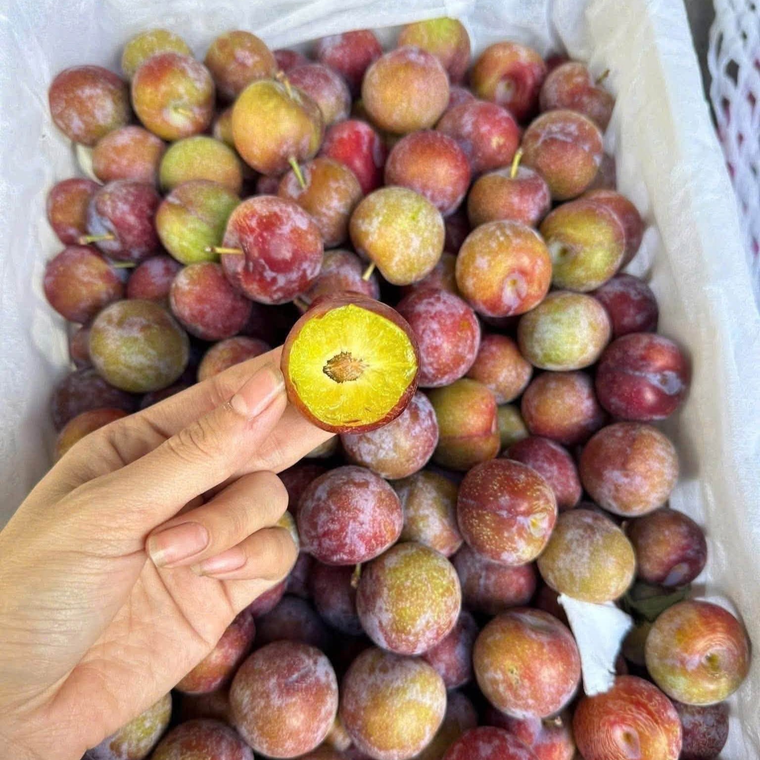 Mận Róc Hạt_thumbnail_3