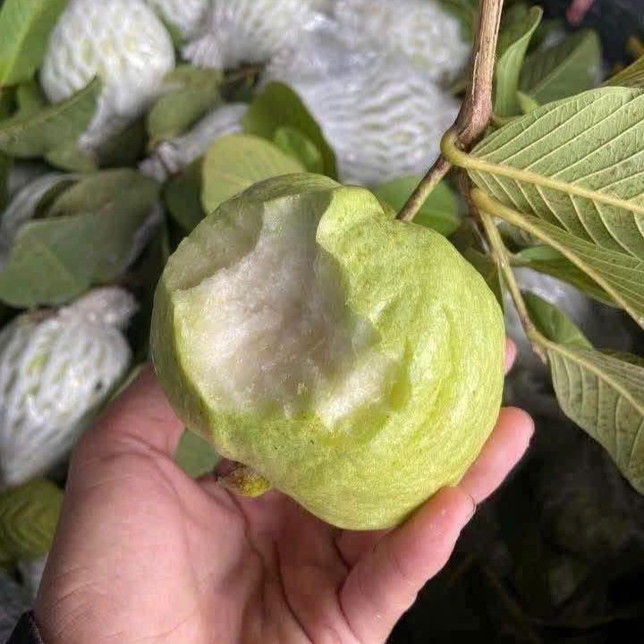 Ổi Nữ Hoàng_thumbnail_2