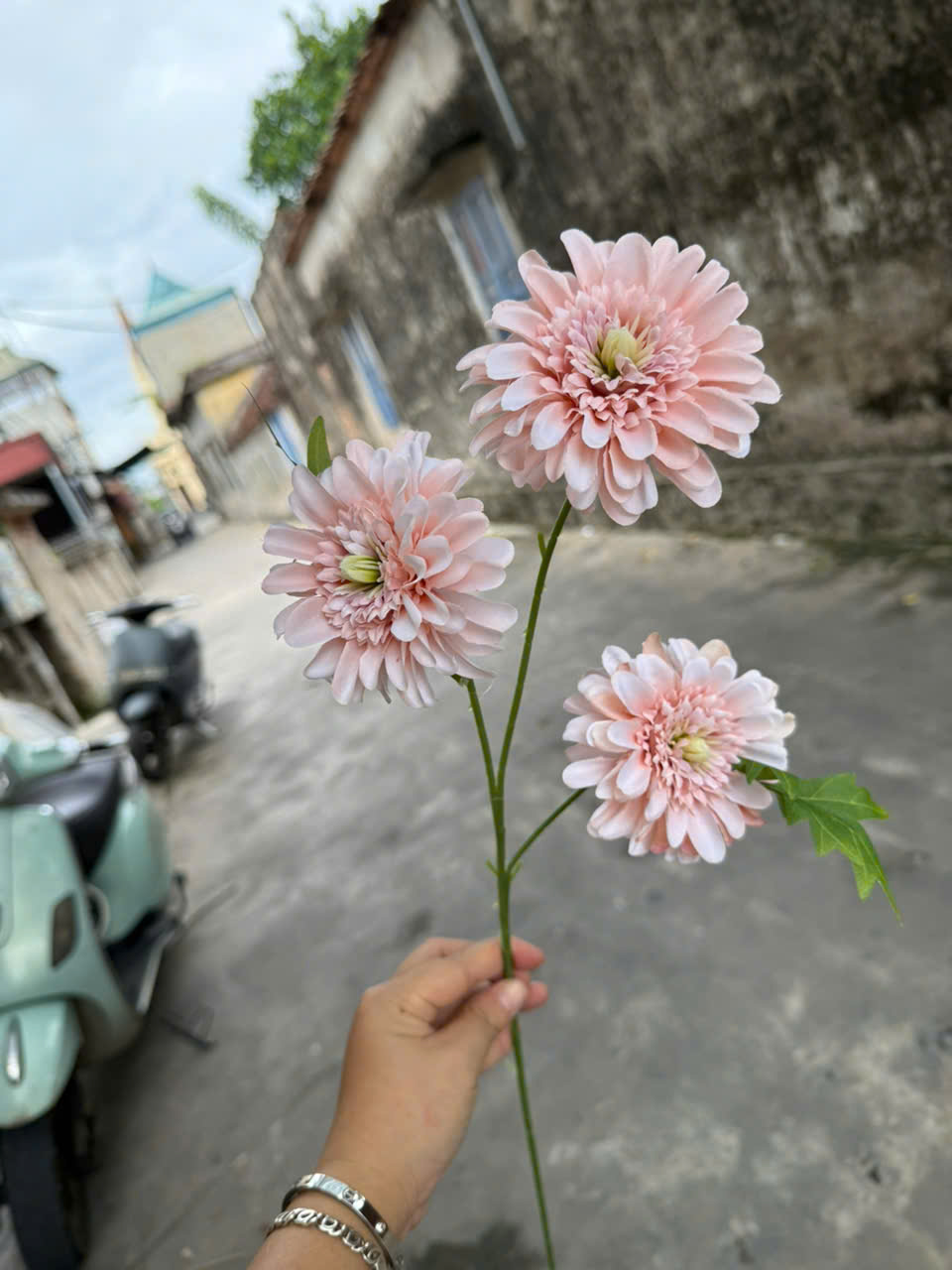 Cúc dược 3bông 18,5k_thumbnail_5