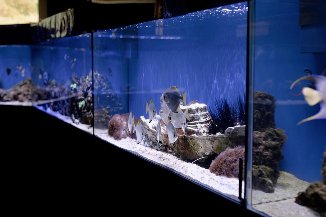 Why Regular Water Changes Are Essential for a Healthy Aquarium