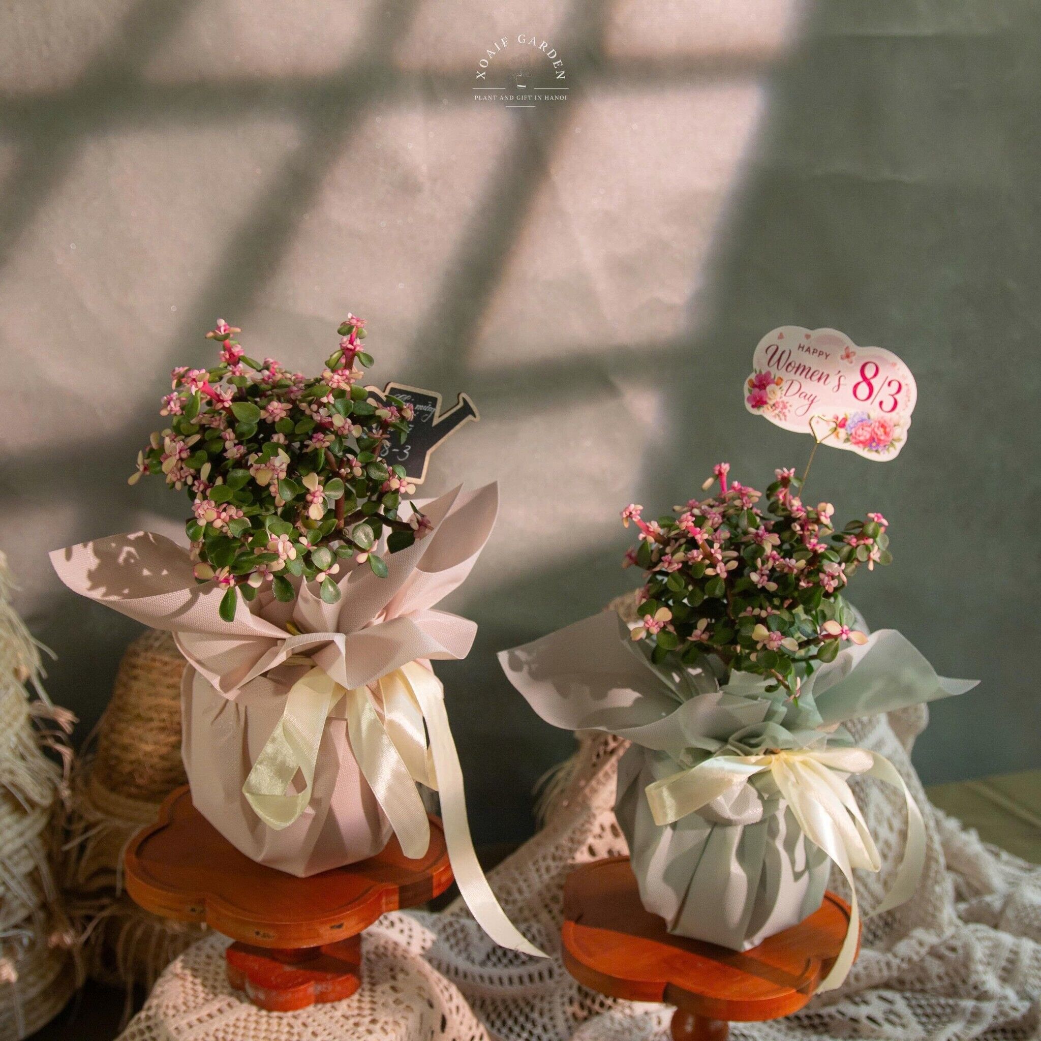 SET ĐÔ LA CHẬU SỨ GÓI HOA