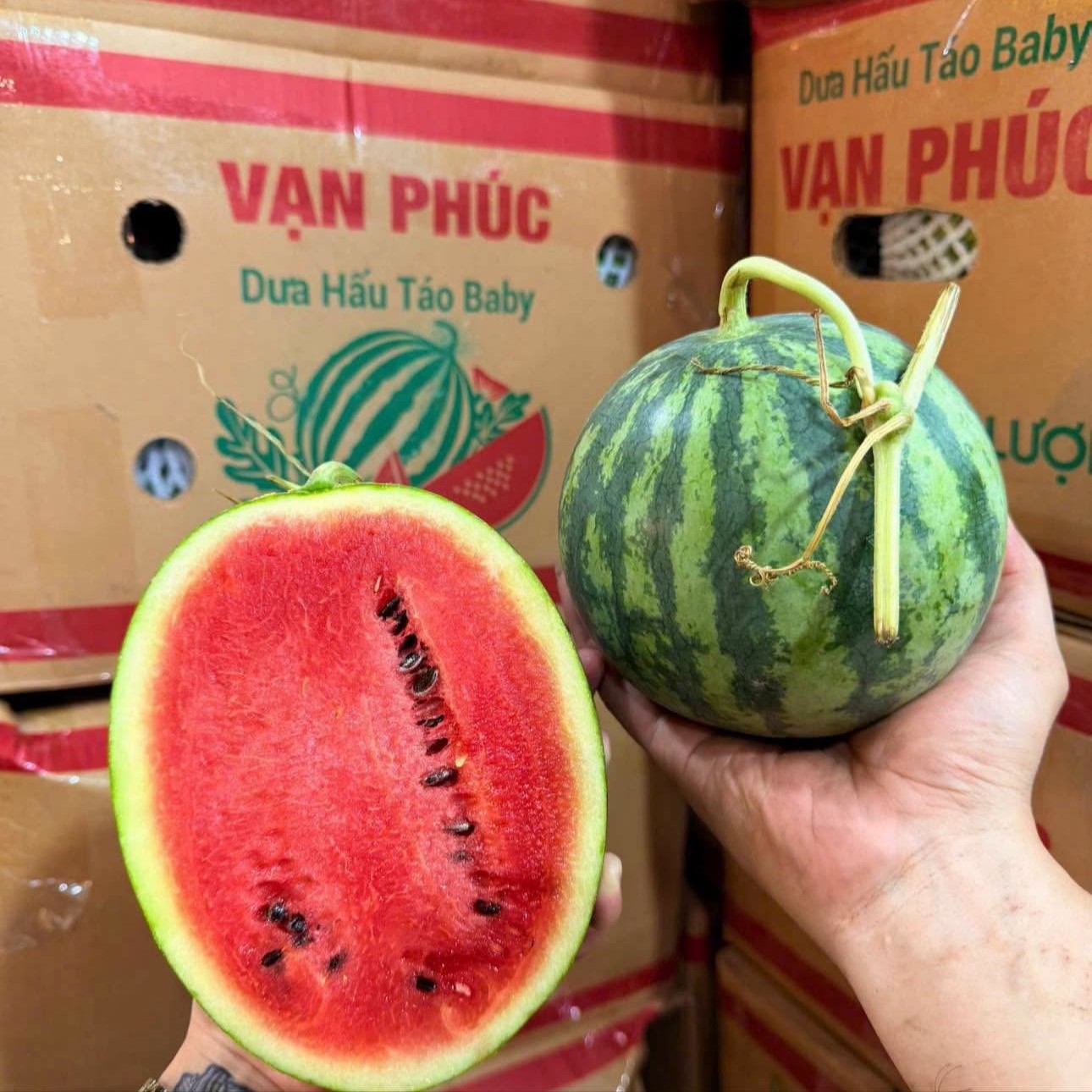 Dưa Hấu Táo