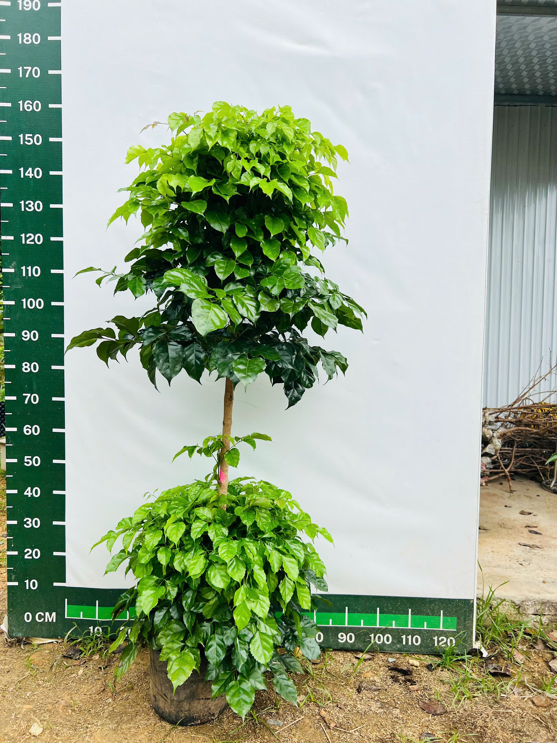Hạnh phúc hai tầng cao 1.6-1.8m PT213 CALATA