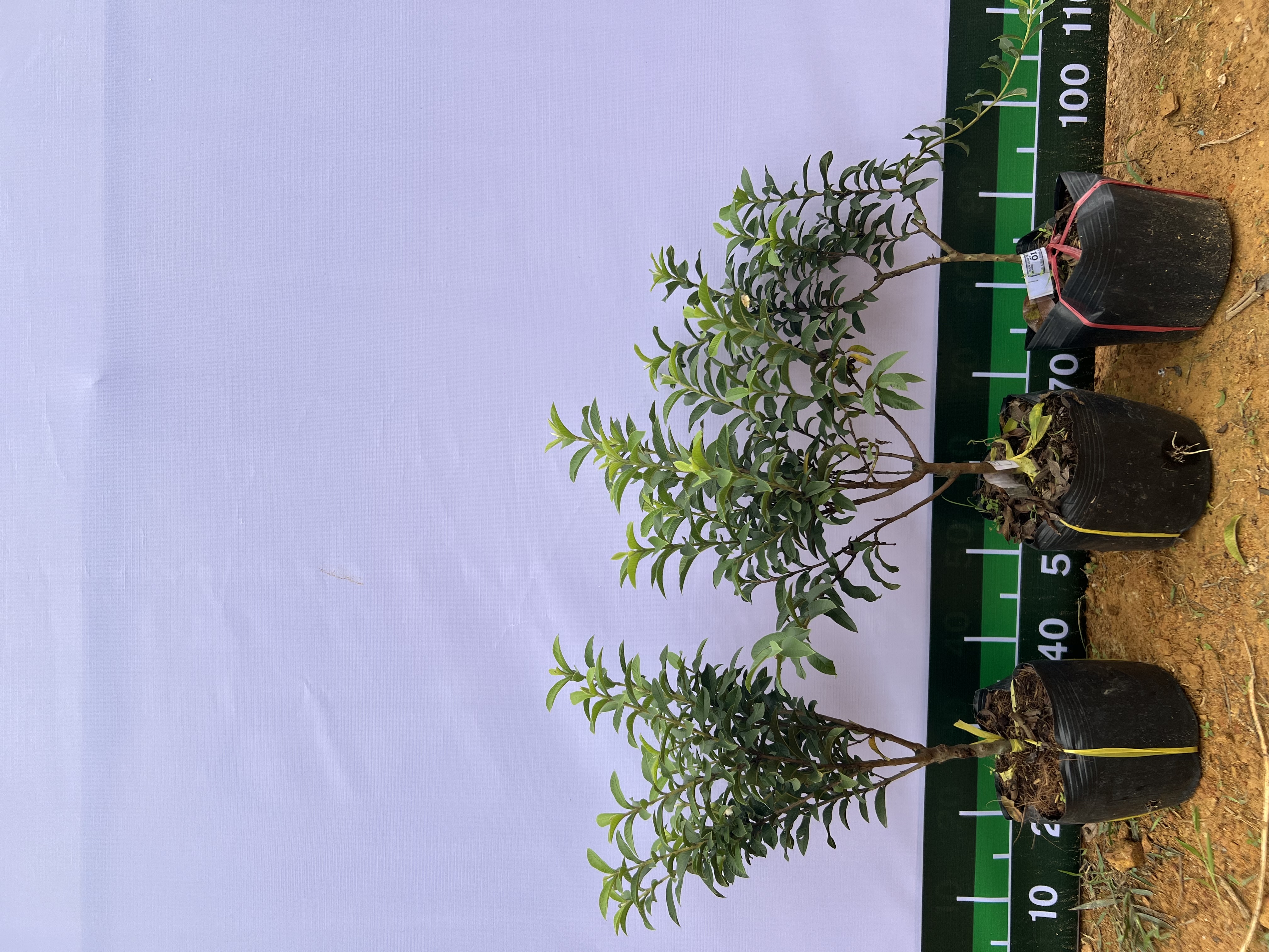[SIÊU SALE] Ổi sẻ (ổi lá rí) cao 20-25cm PT04 CALATA_thumbnail_9