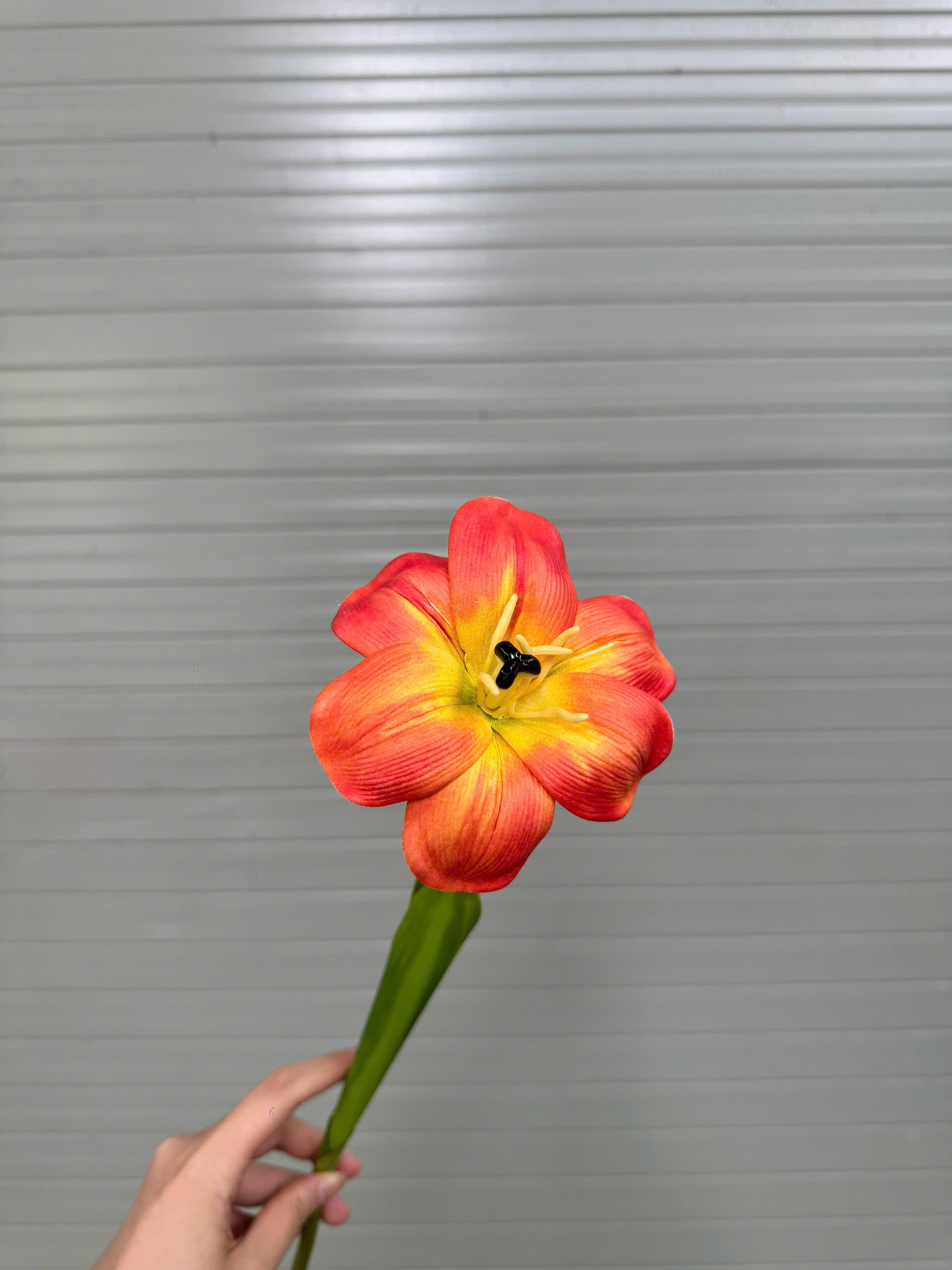 TULIP NỞ 17K_thumbnail_9
