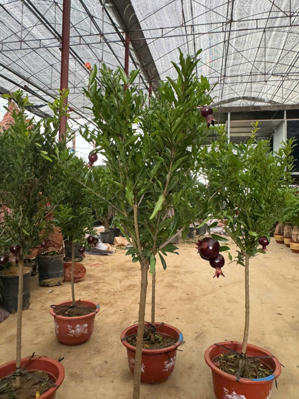 Lựu đỏ cao 1,2-1,6m PT325 CALATA_thumbnail_6